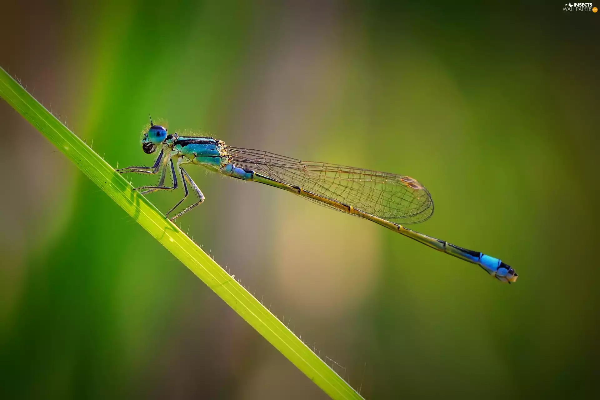 dragon-fly, leaf, Blue