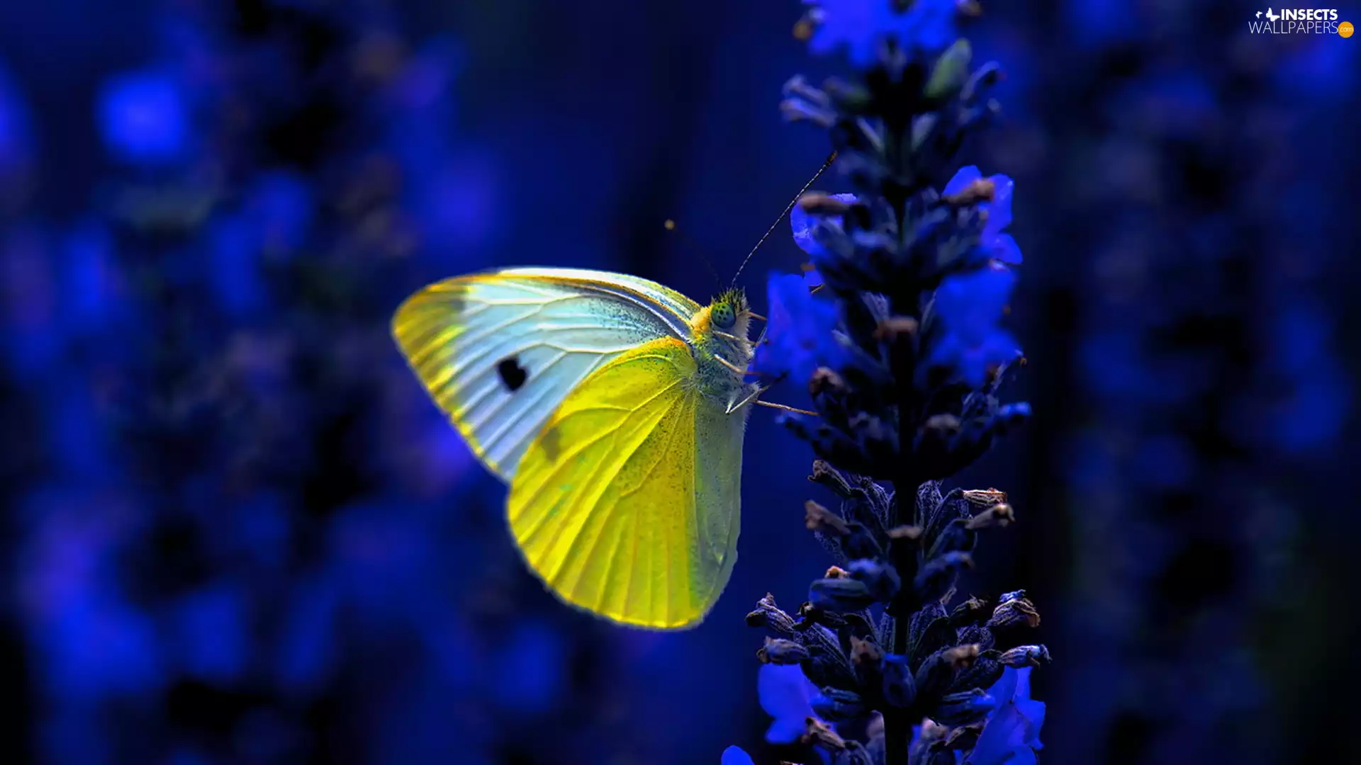 blue, butterfly, dark, Cabbage Butterfly, White-Yellow, Colourfull Flowers, background