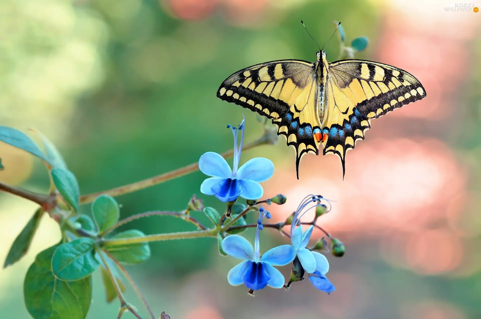 butterfly, Blue, Flowers, Oct Queen