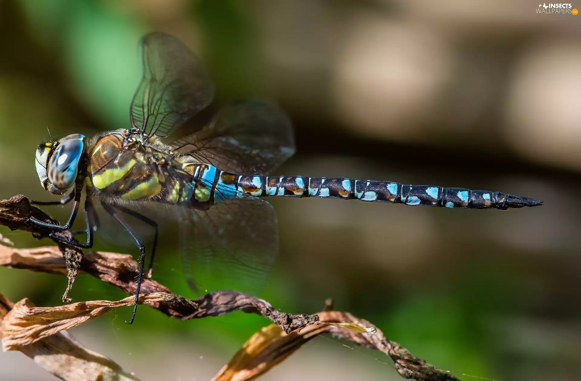 Blue, dragon-fly