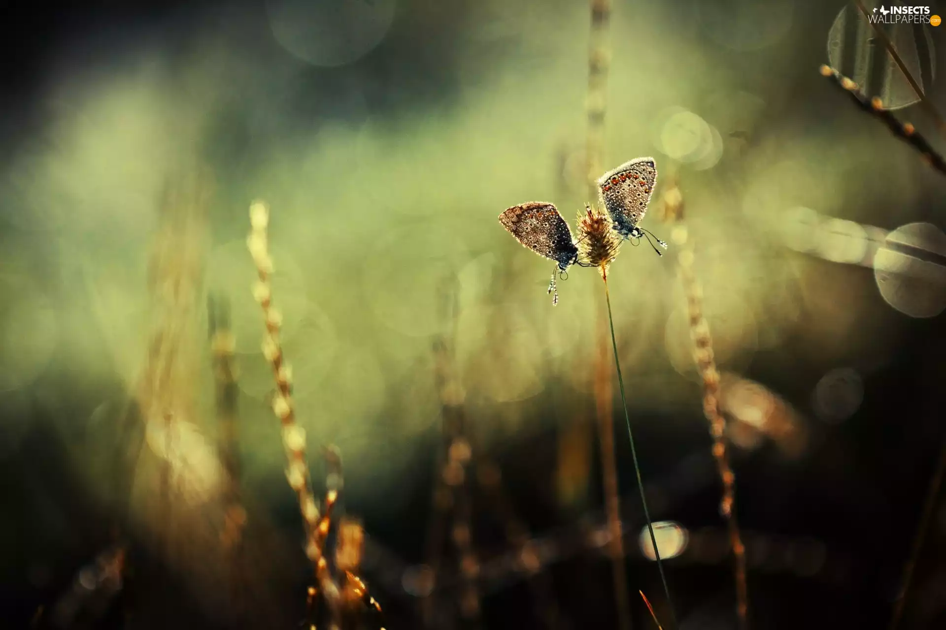 Close, blur, butterflies, blue tits, grass