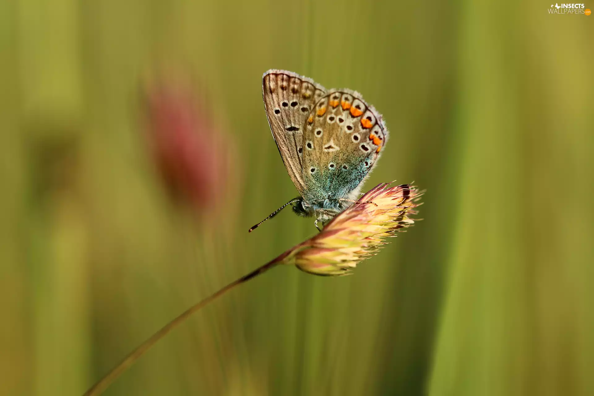 Insect, butterfly, Adonis Blue