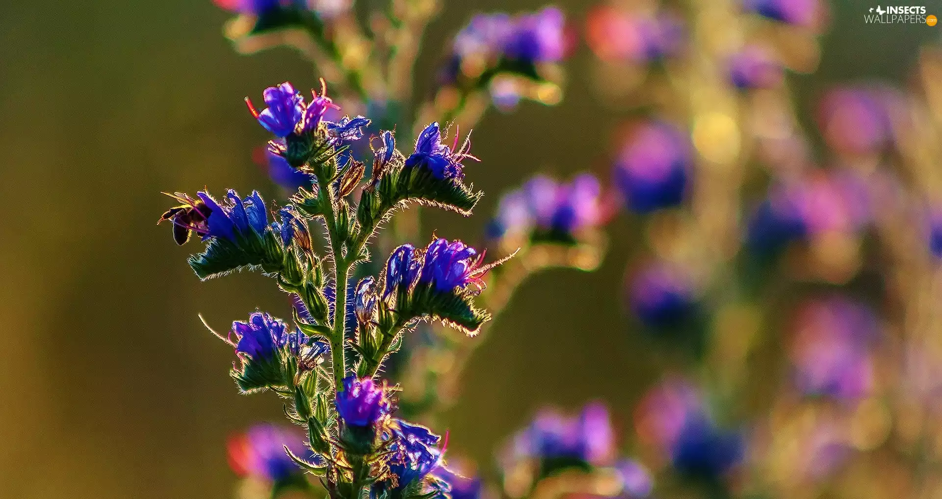 plant, Flowers, bee, Blue