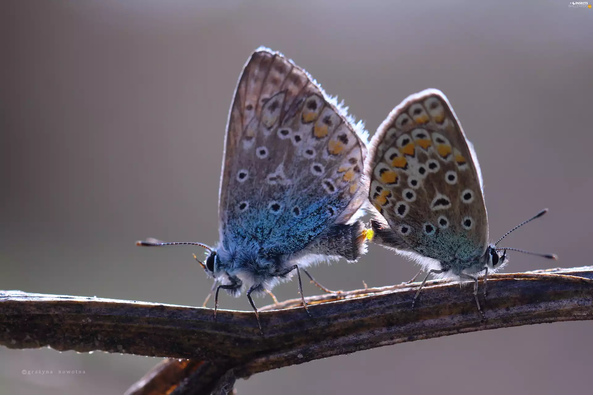 butterflies, blue tits, Two cars