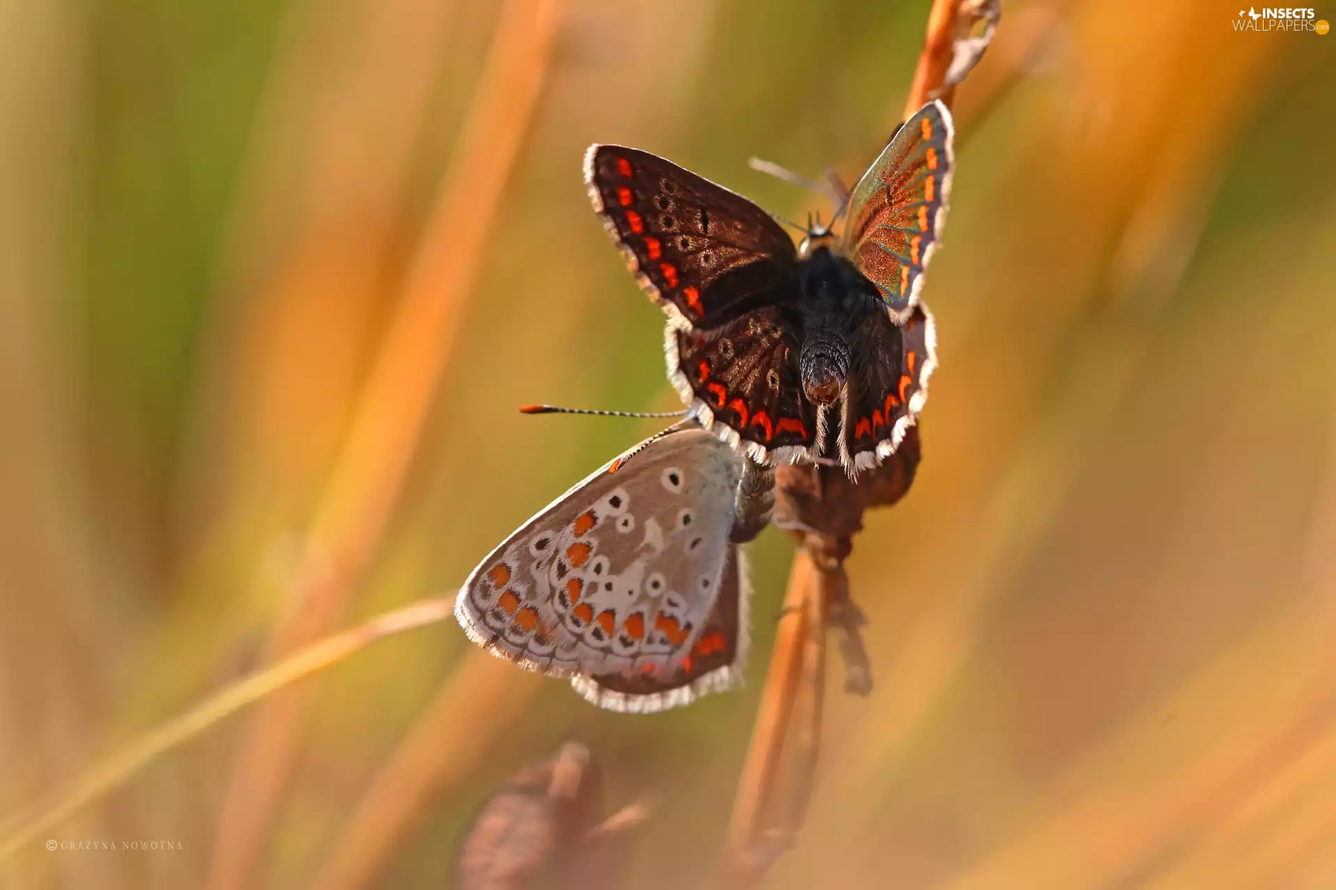 butterflies, blue tits, Two cars