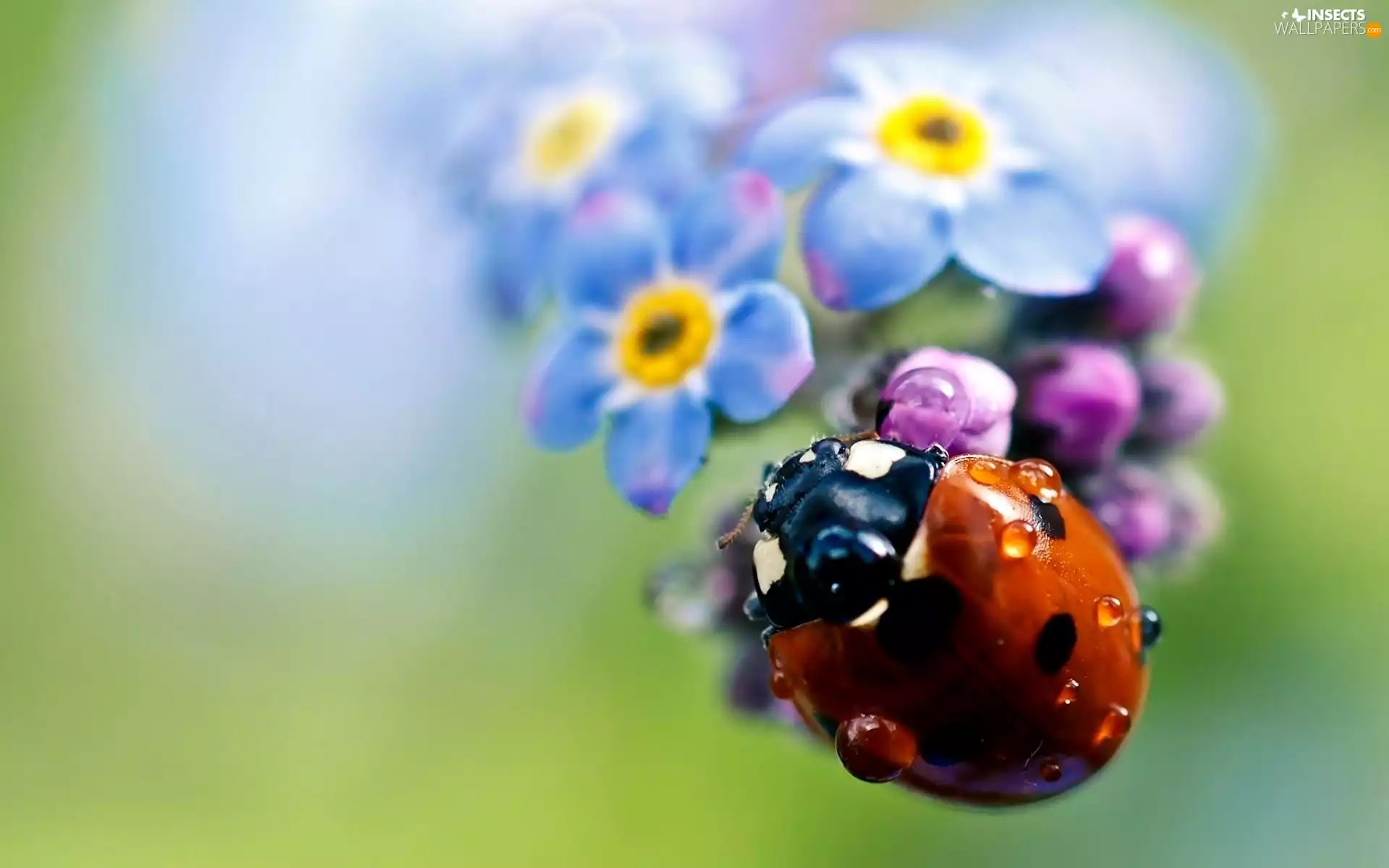 water, ladybird, Flowers, blur, Wildflowers, drops