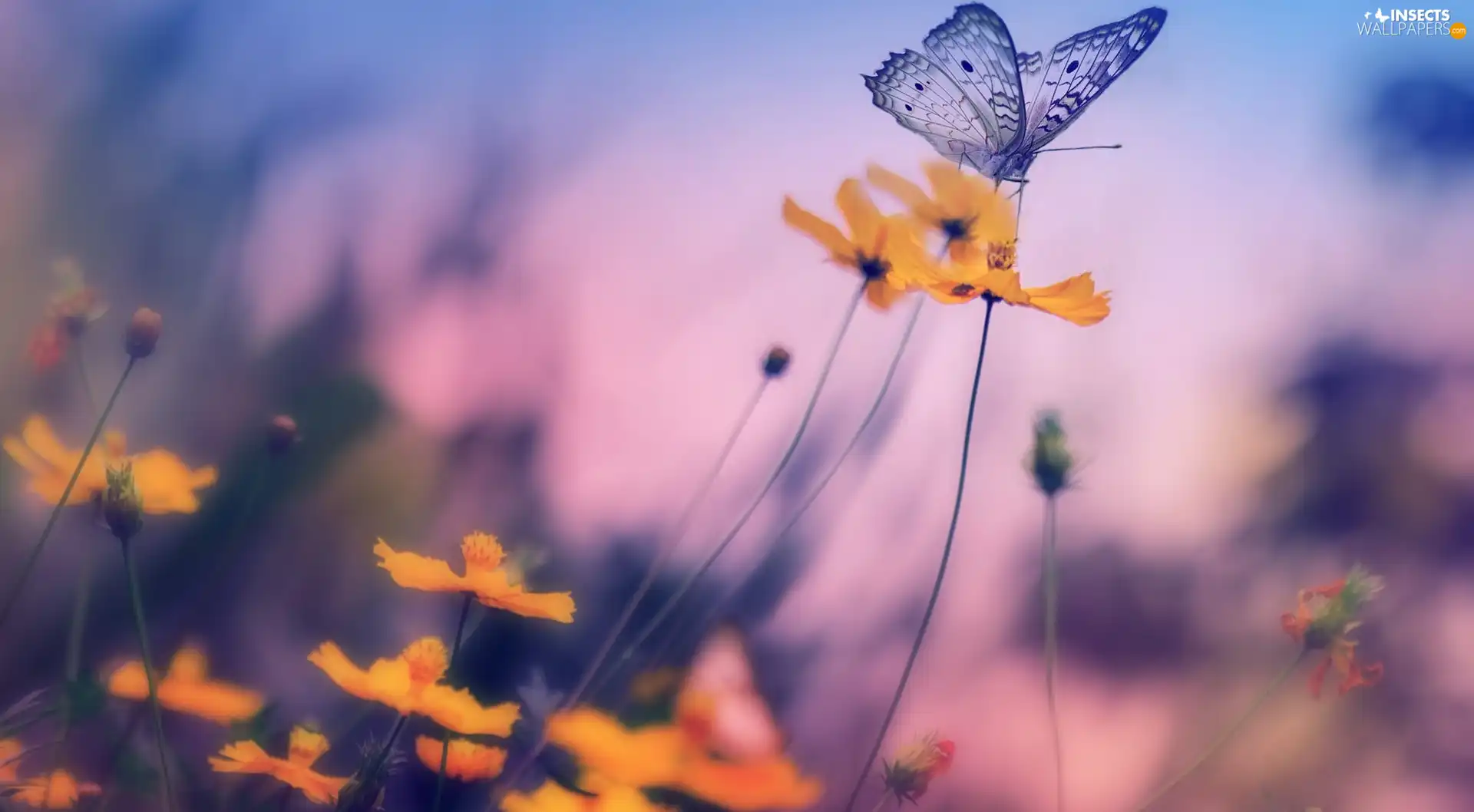 blur, butterfly, Flowers