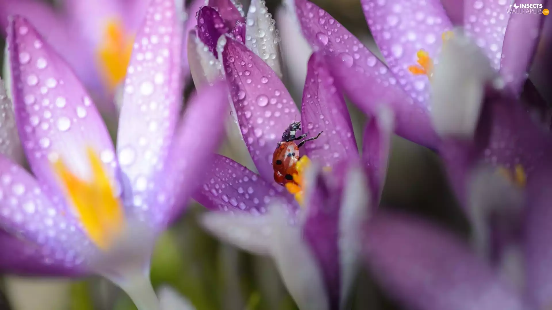 drops, blur, purple, colchicums, ladybird