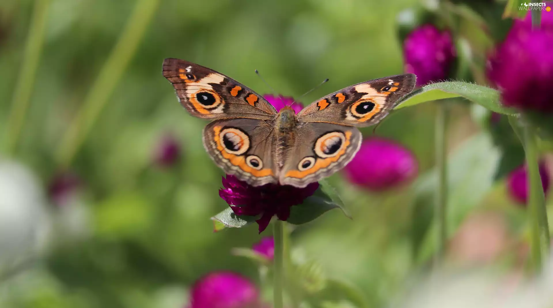 butterfly, blurry background, rapprochement, wings