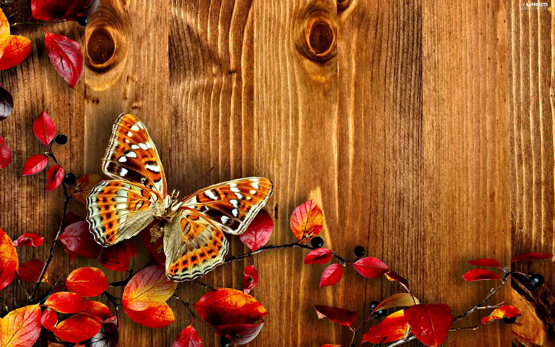 autumn, Leaf, butterfly, boarding