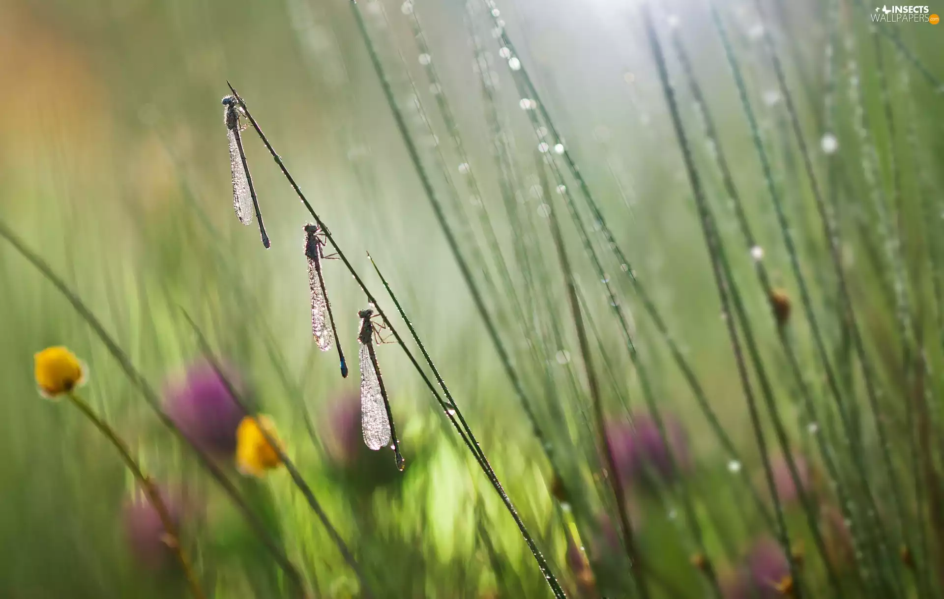 Three, Meadow, blur, Bokeh, dragon-fly, Rain
