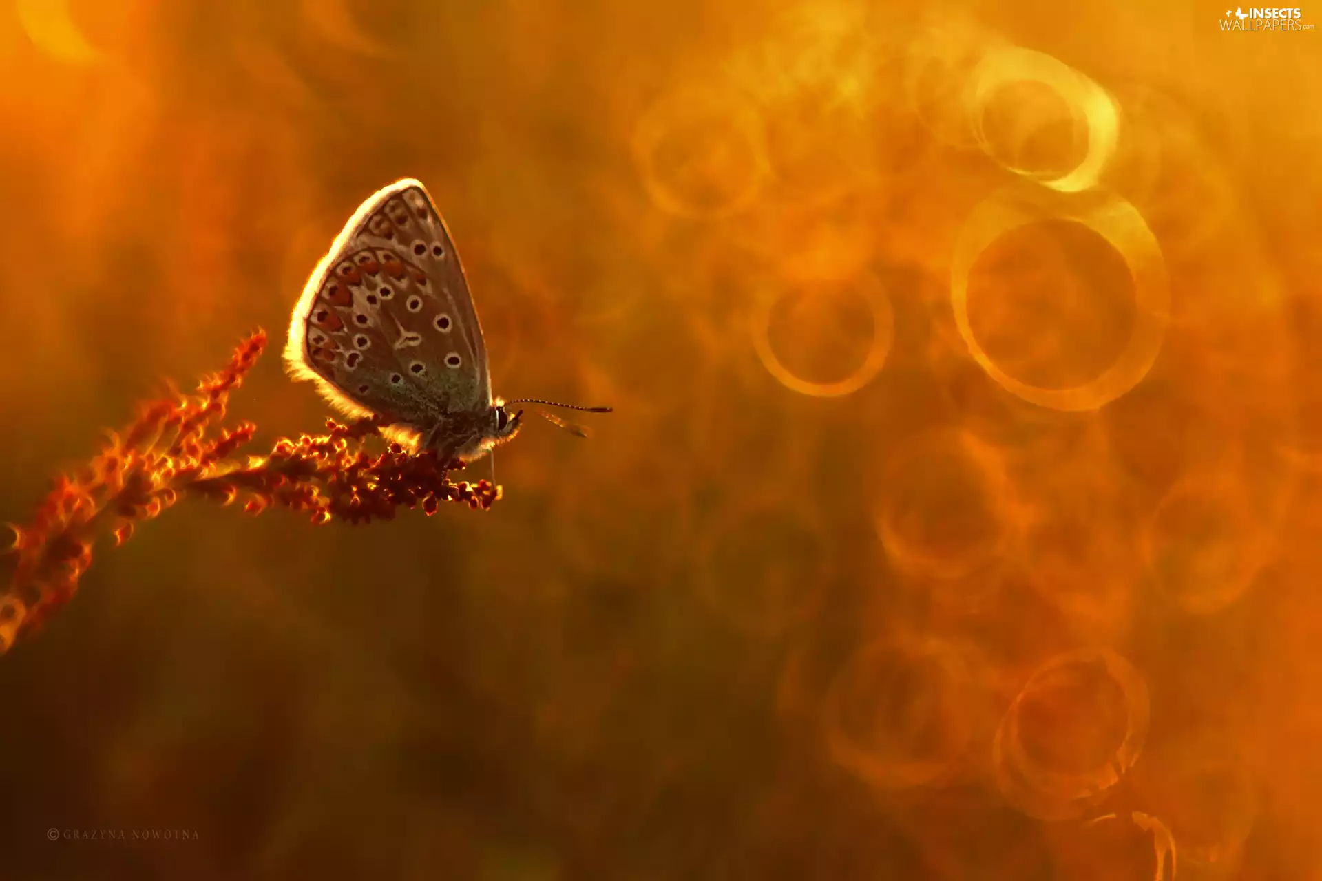 Bokeh, butterfly, Dusky
