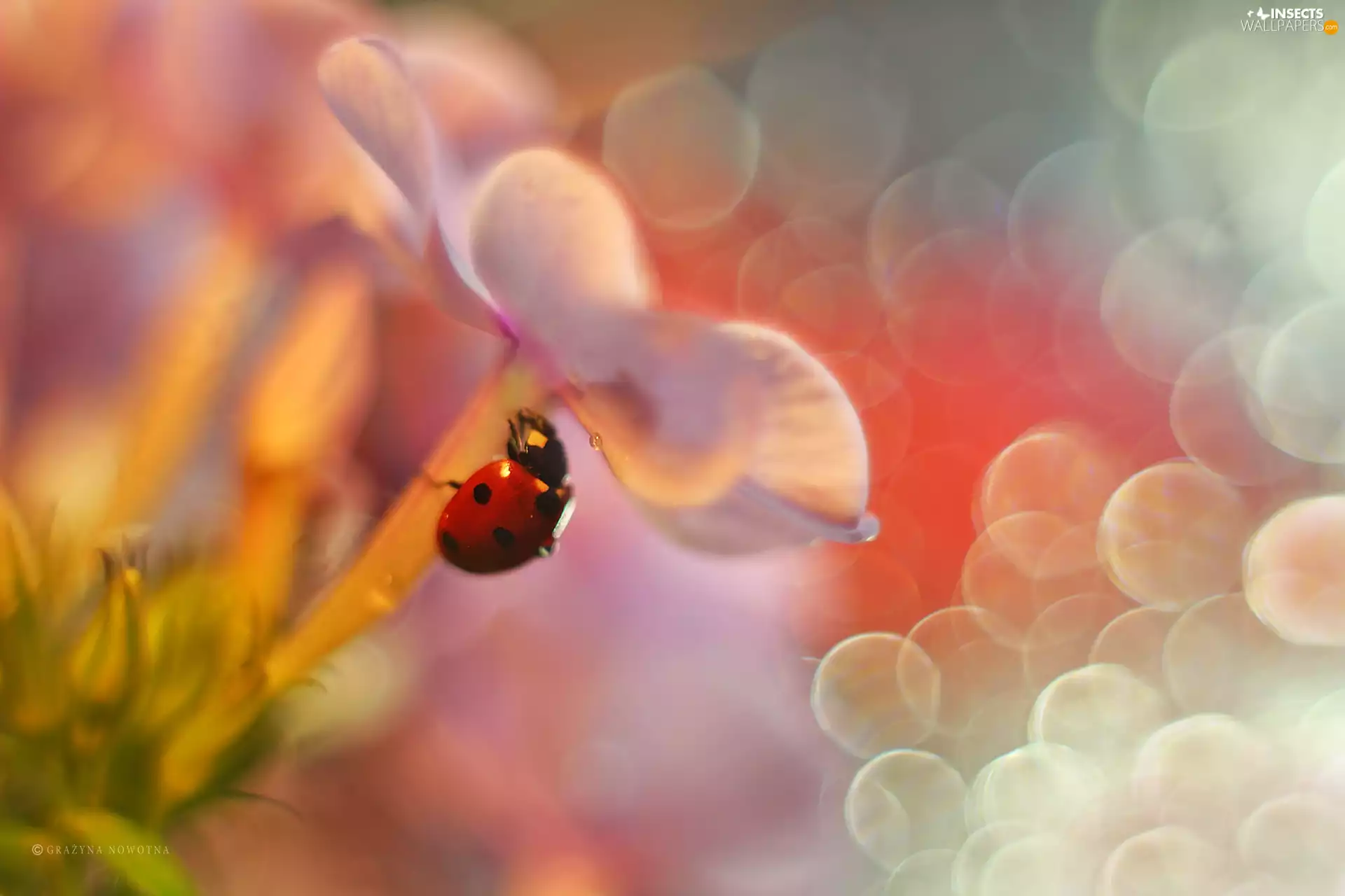 phlox, Bokeh, Insect, Red, ladybird