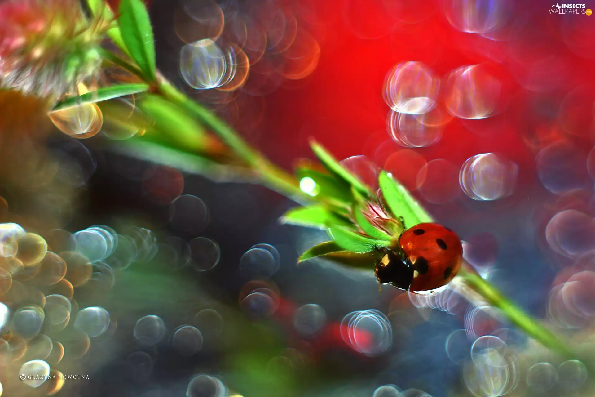 Bokeh, ladybird, Insect