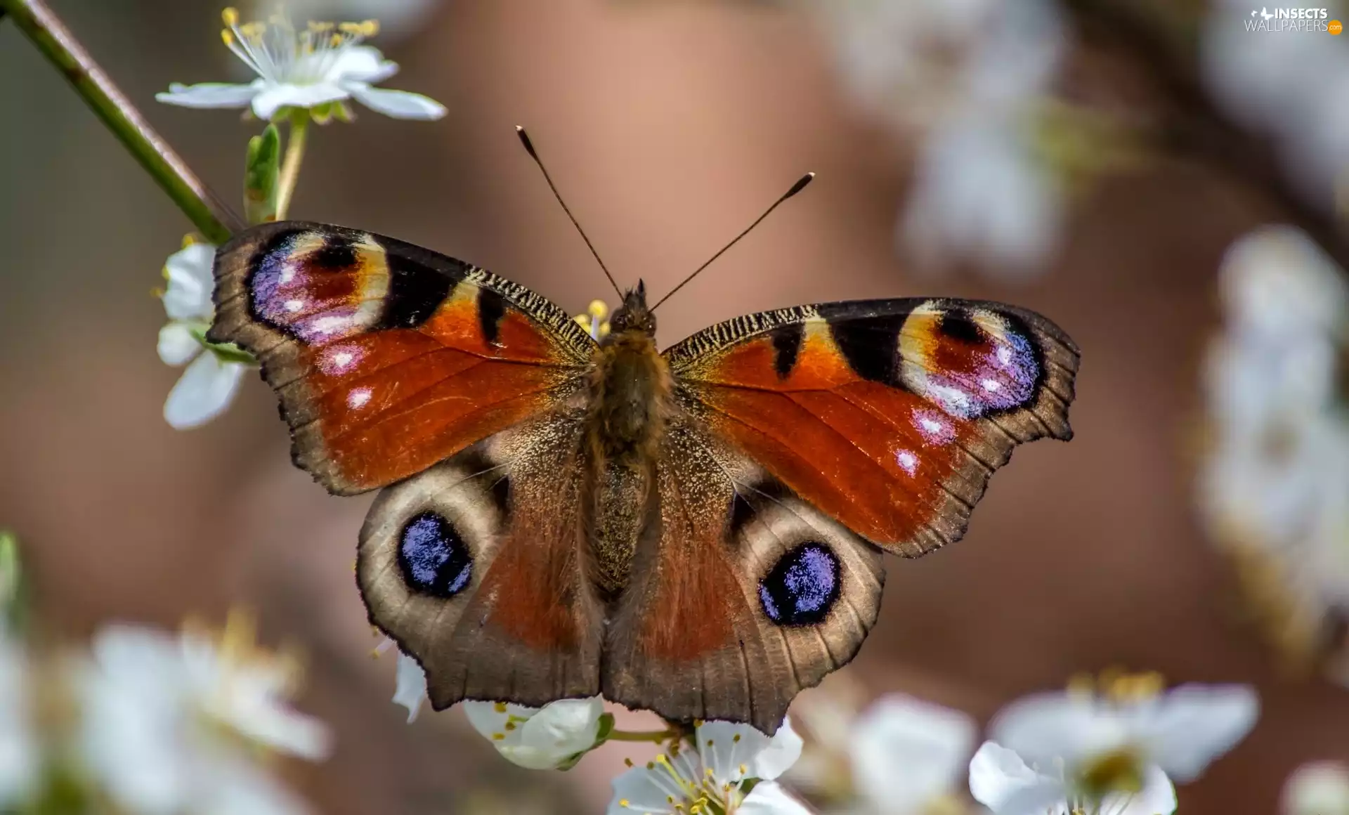 butterfly, trees, fruit, branch
