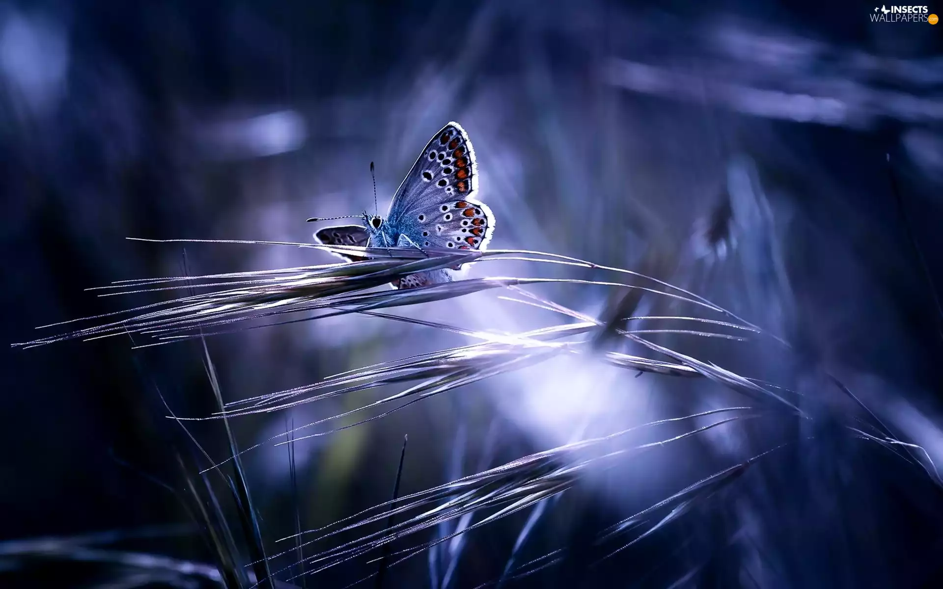 blue, grass, light breaking through sky, butterfly