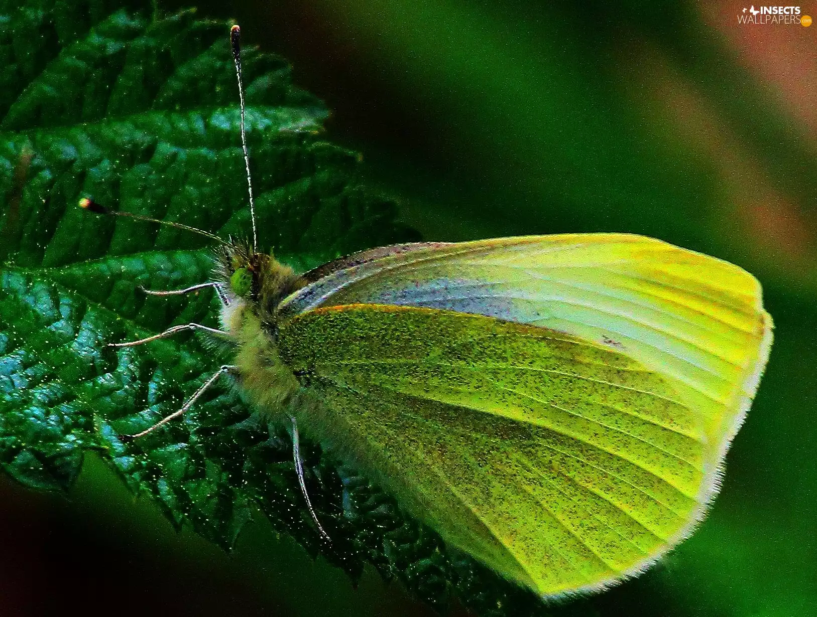 Yellow, Brimstone Butterfly, leaf, butterfly