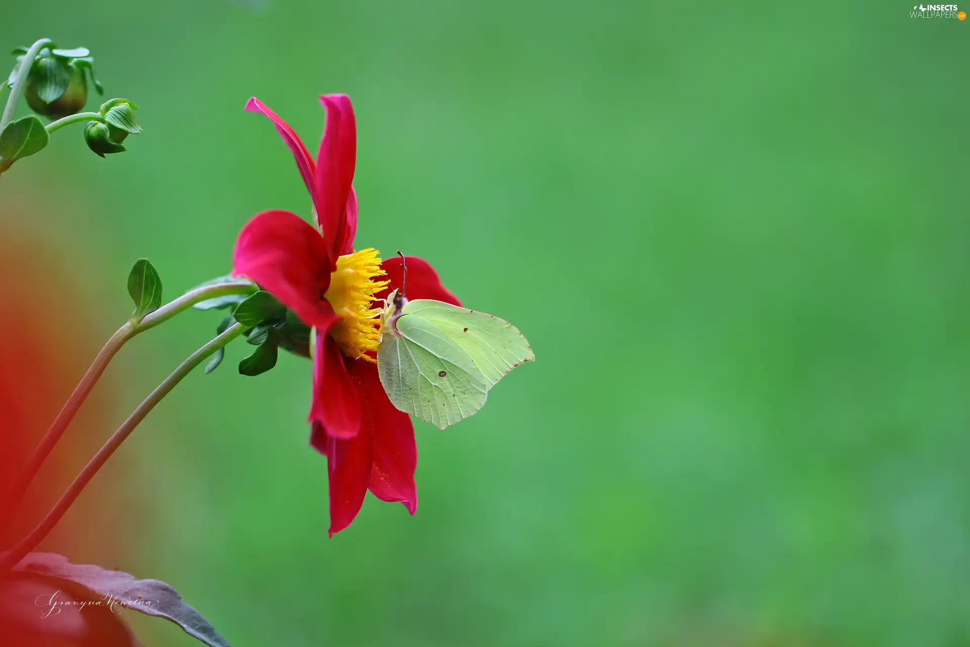 red hot, butterfly, Brimstone Butterfly, Dalia