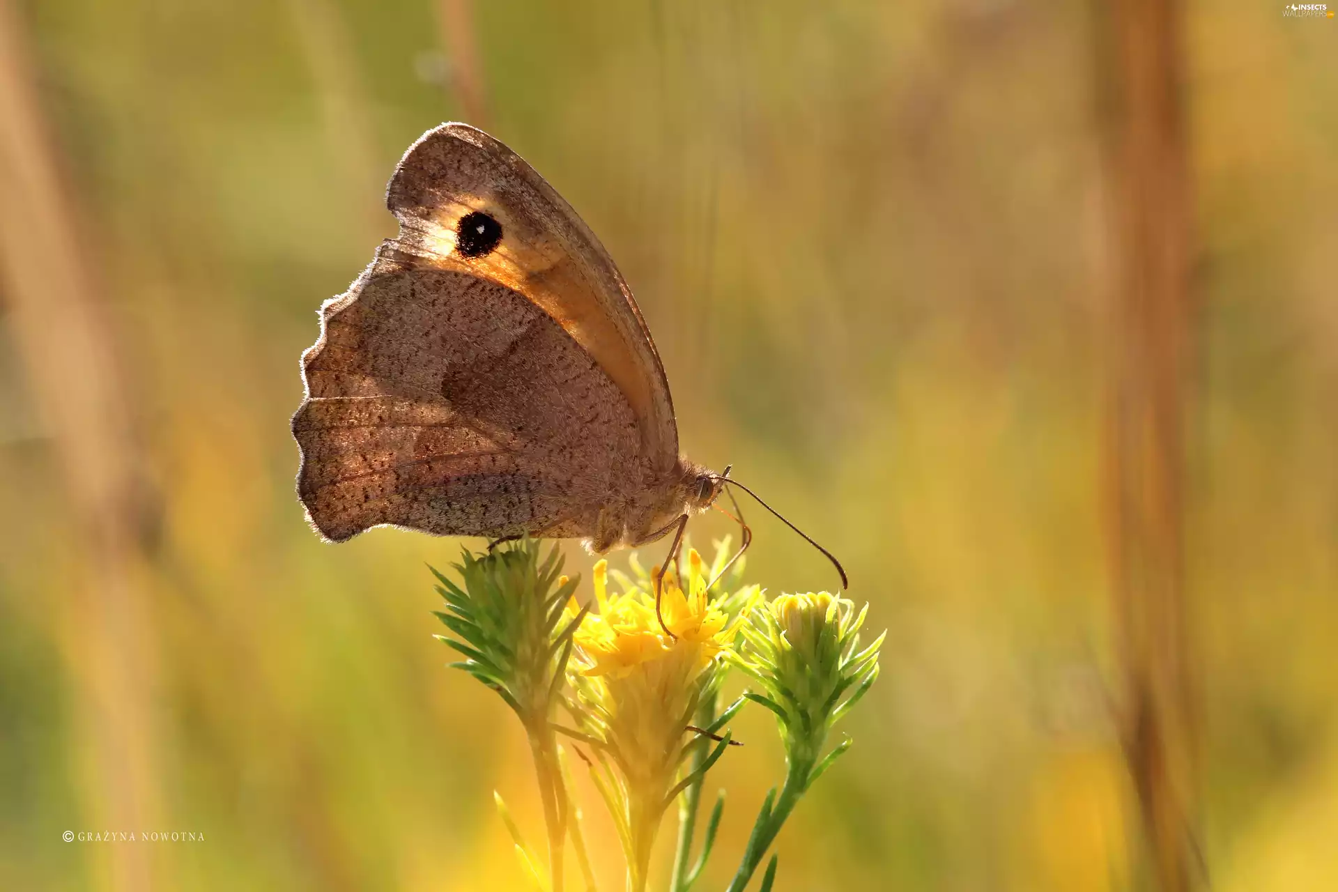 butterfly, Coenonympha Pamphilus, Brown