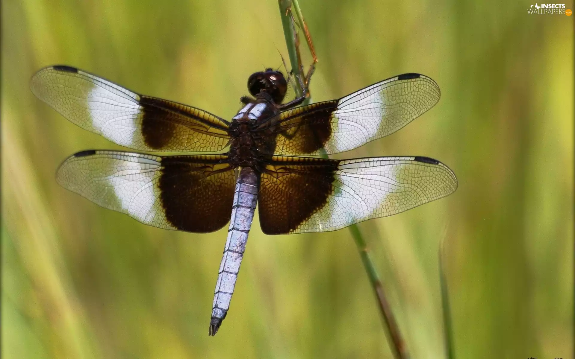 dragon-fly, white, Brown