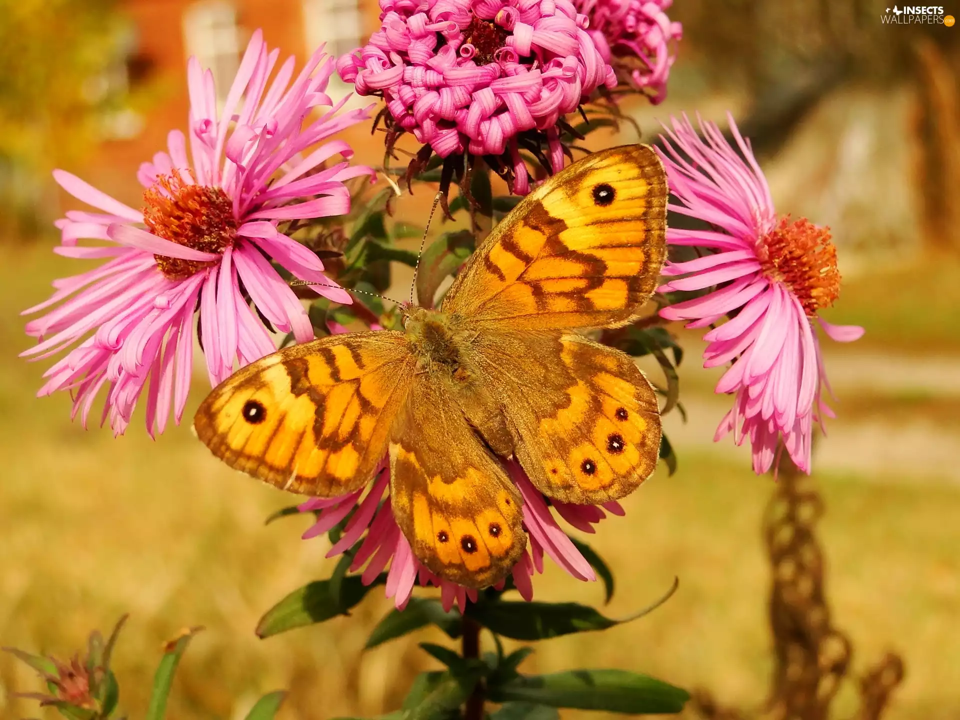 Flowers, butterfly, Wall Brown