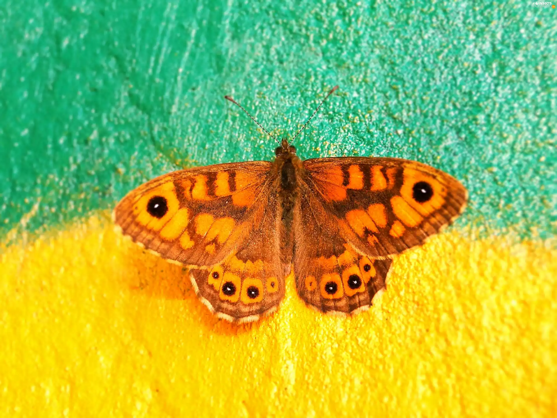 Graffiti, butterfly, Wall Brown