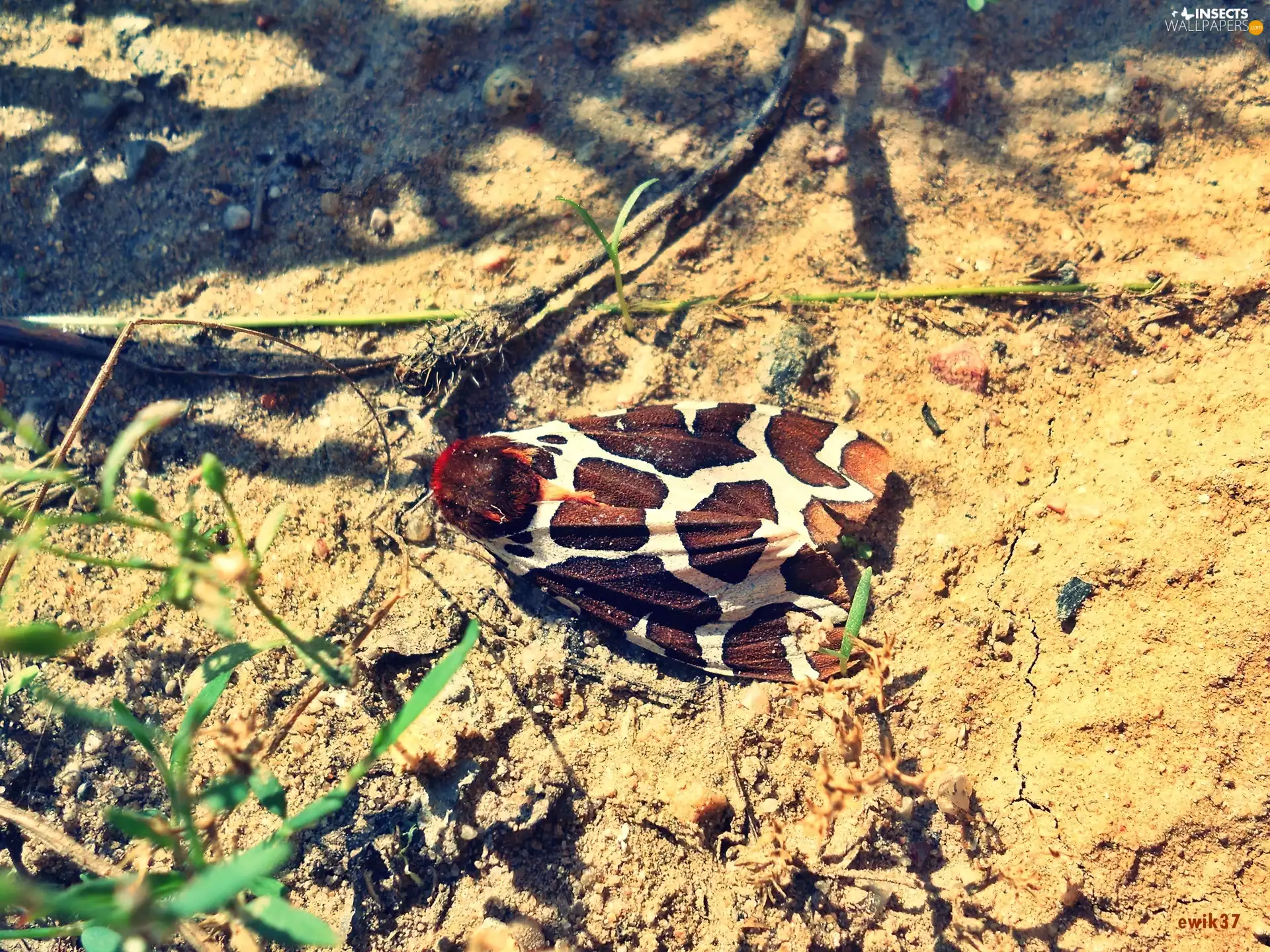 moth, White, wings, brown