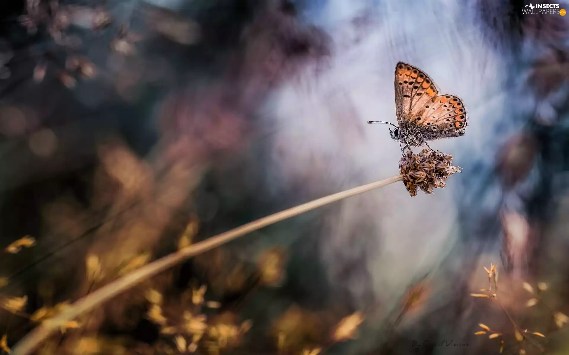 plant, grass, Northern Brown Argus, stalk, butterfly