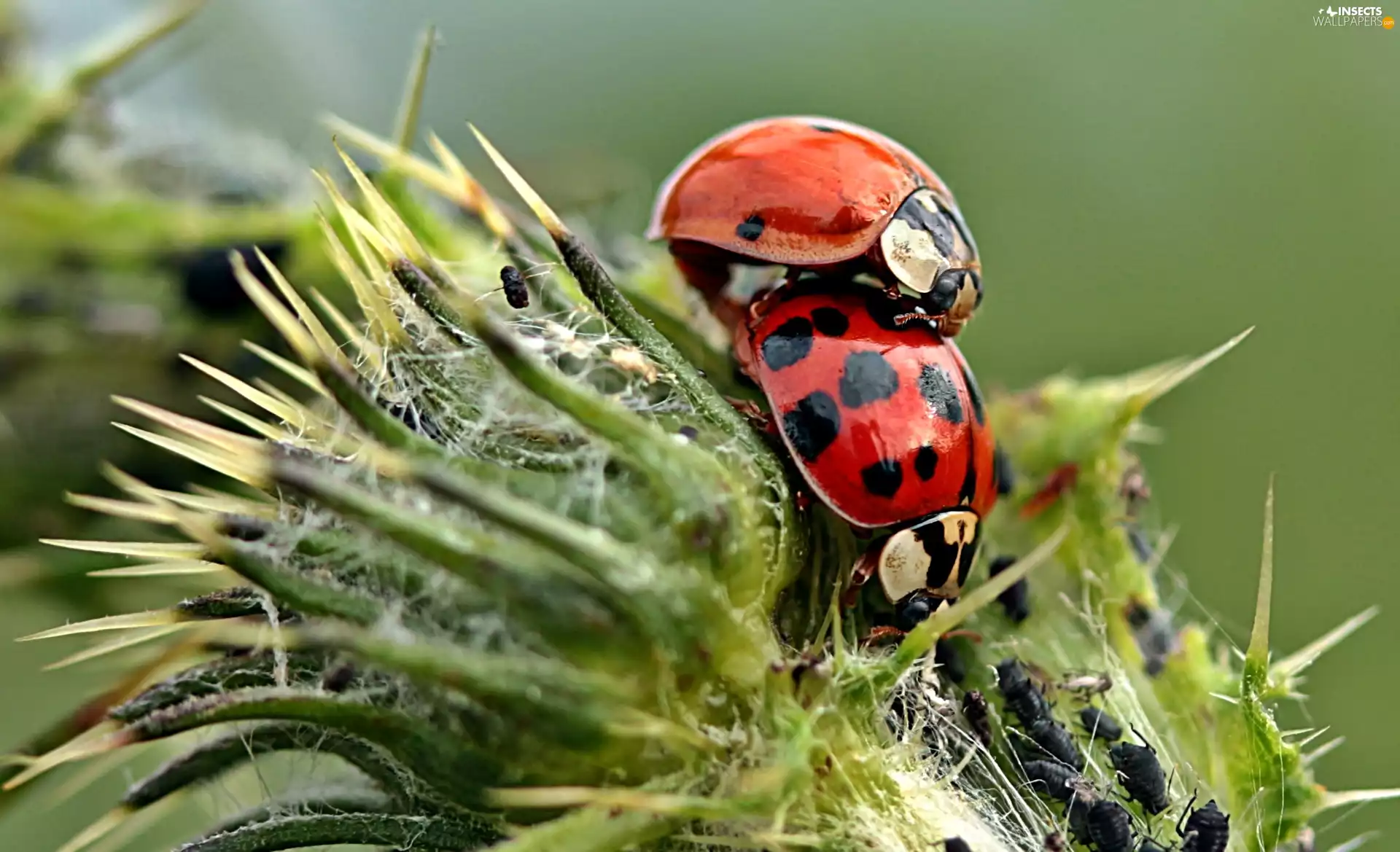 Sunflower, bud, ladybugs, insects, Two