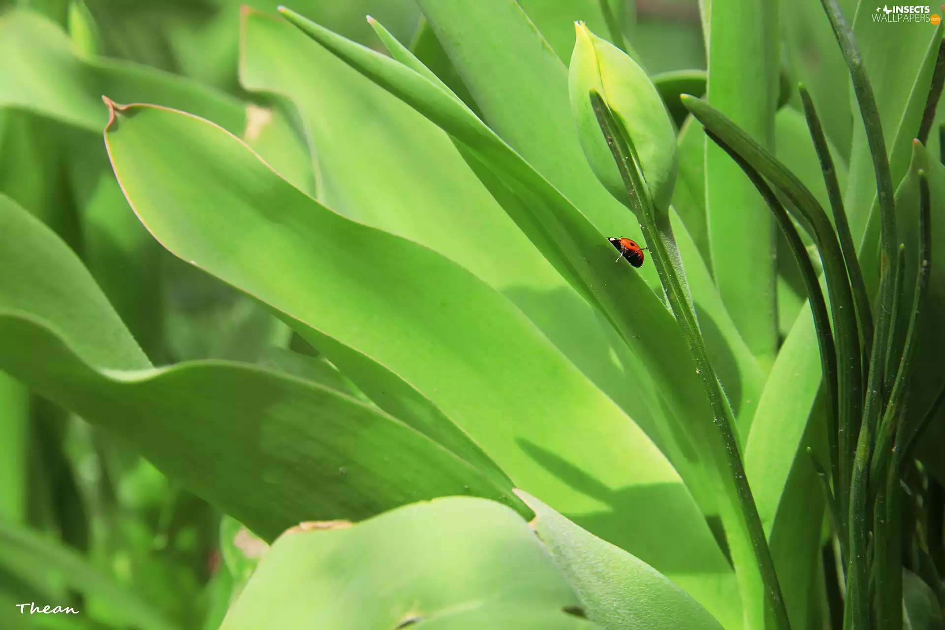bud, ladybird, tulip