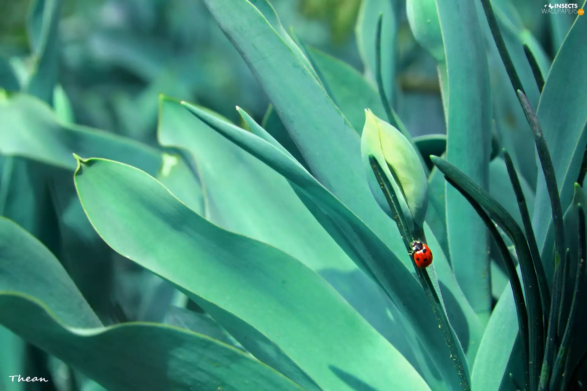 Buds, ladybird, Tulips