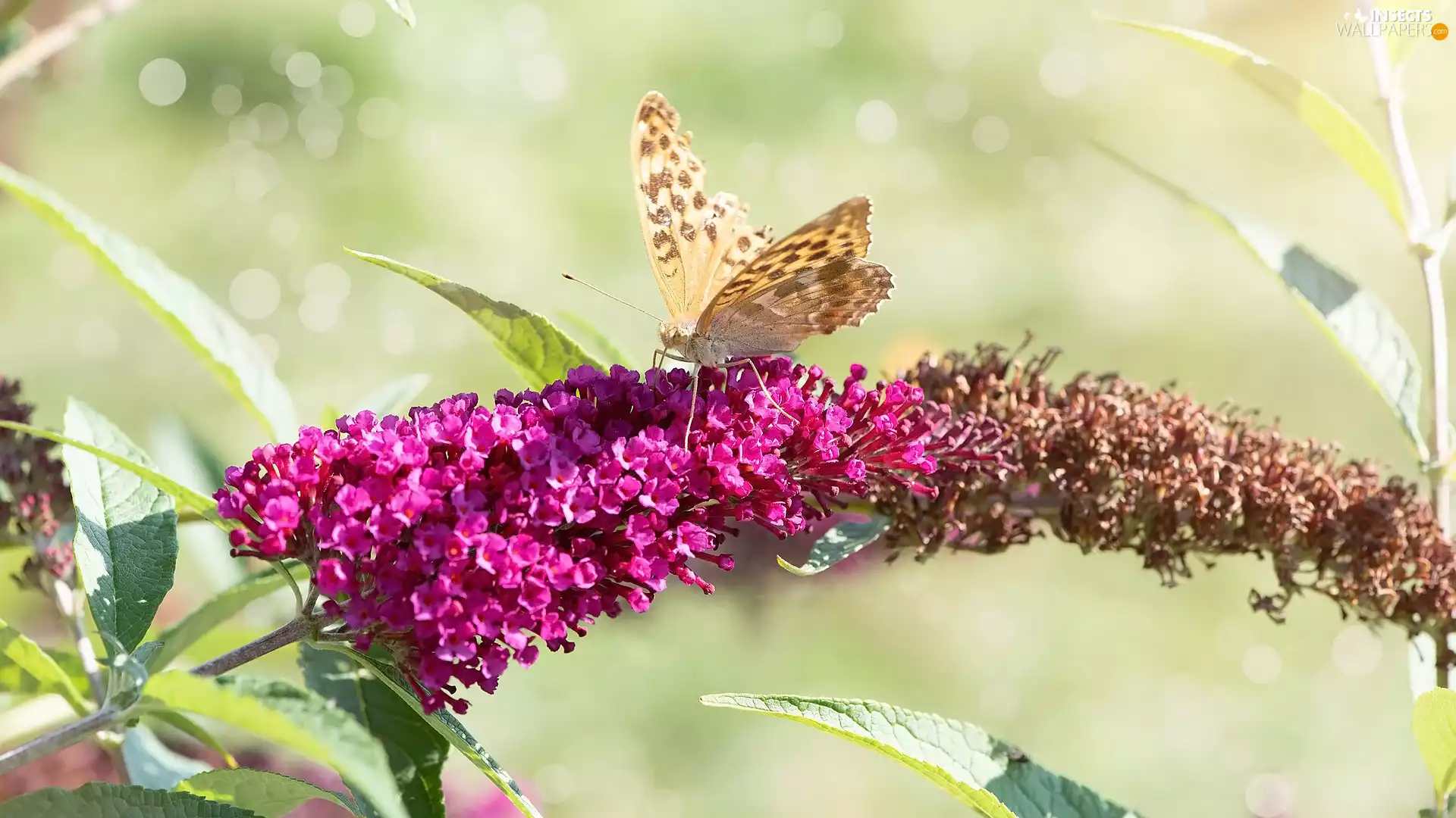 butterfly bush, butterfly, Colourfull Flowers