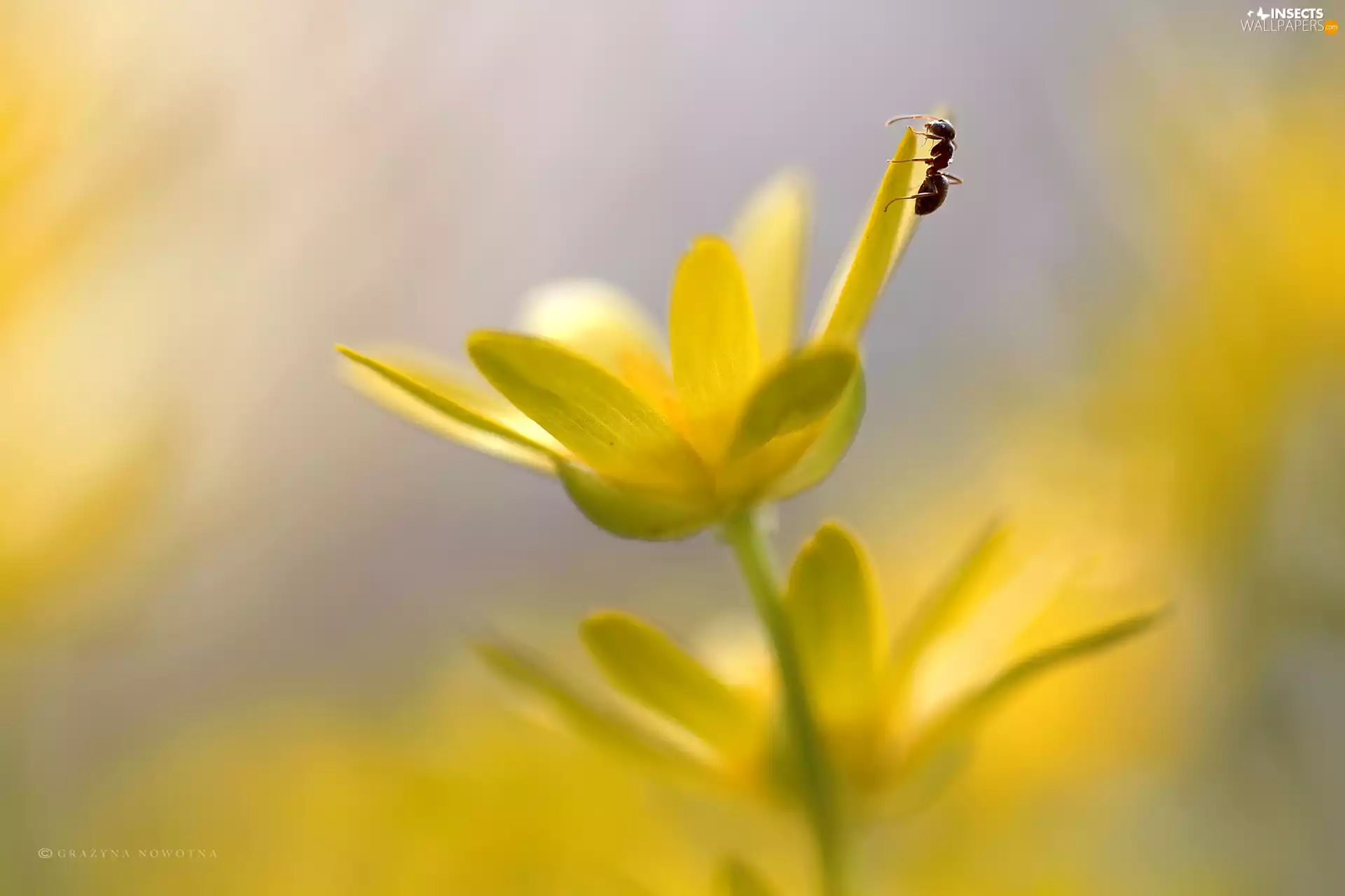 fig buttercup, Flowers, ant, Yellow