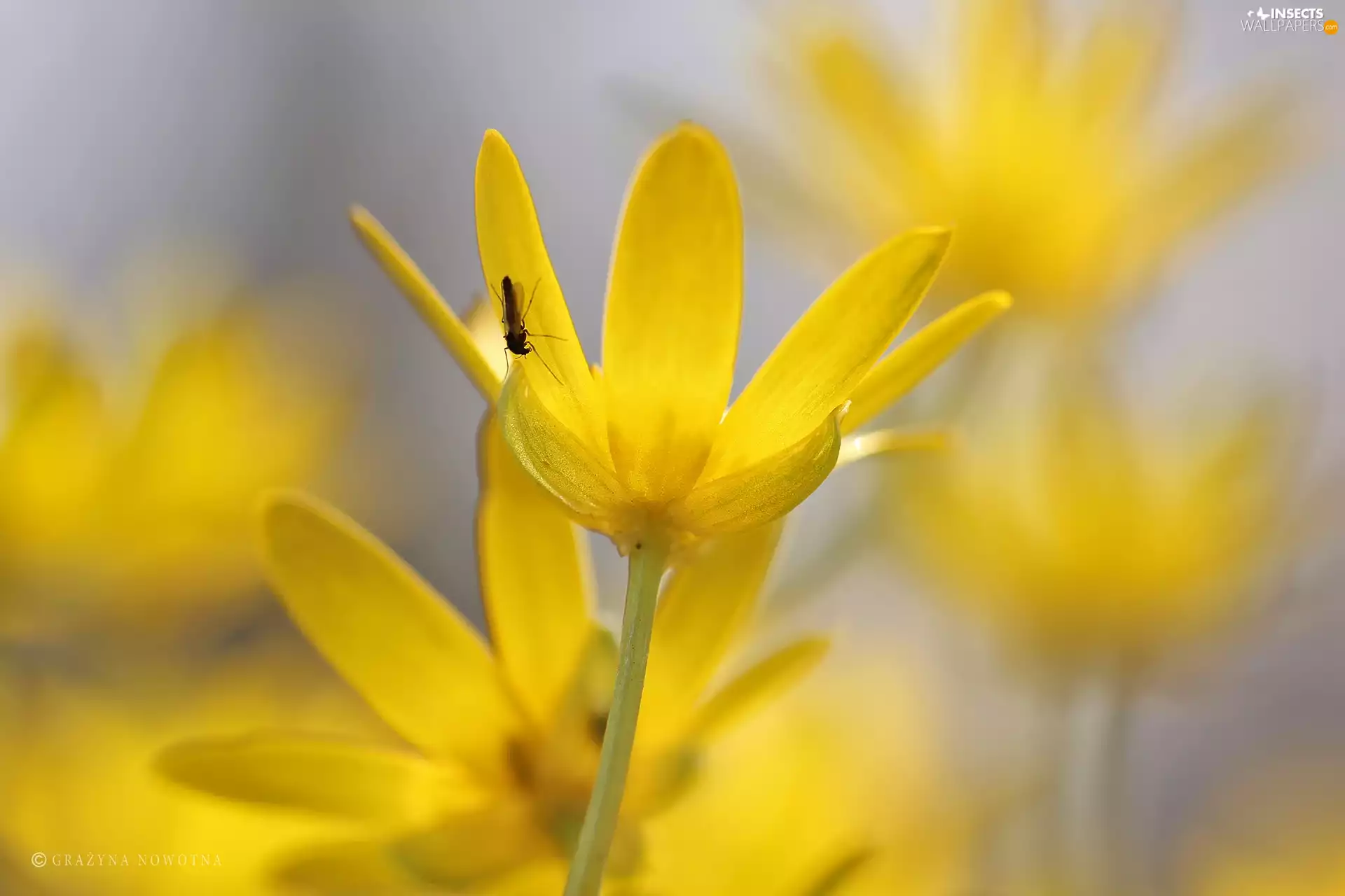 fig buttercup, Flowers, mosquito, Yellow