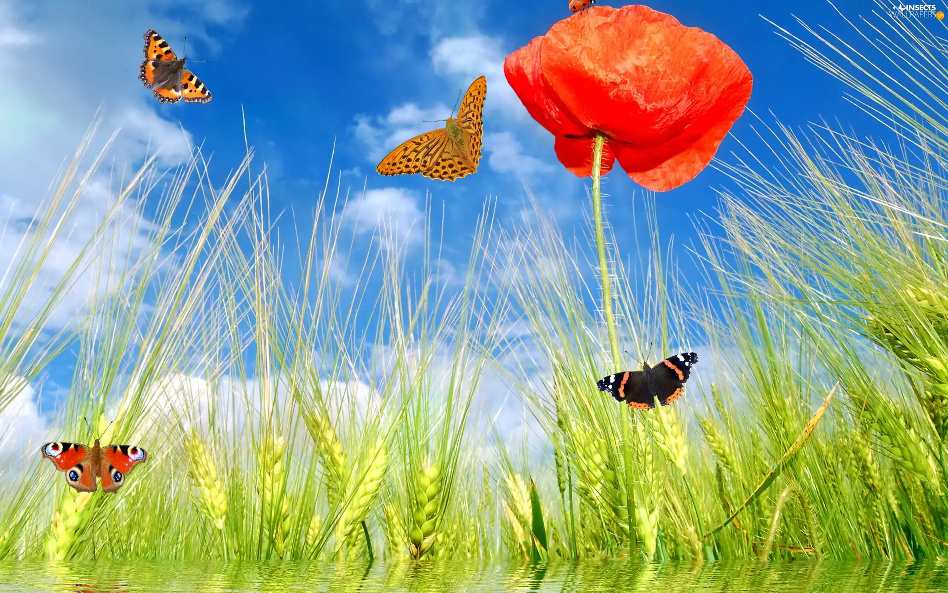 corn, butterflies, 2D Graphics, papavers