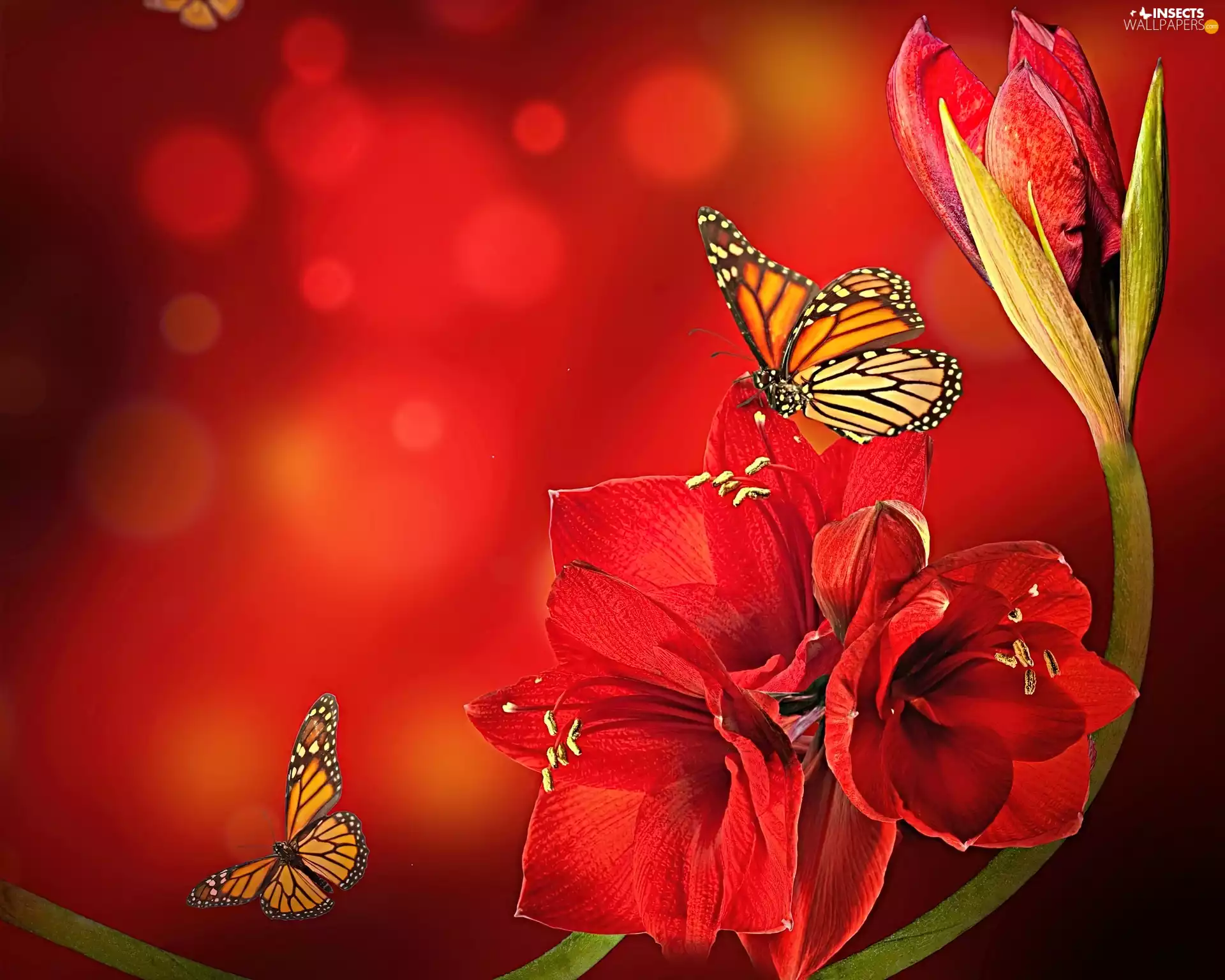 amaryllis, Red, background, butterflies