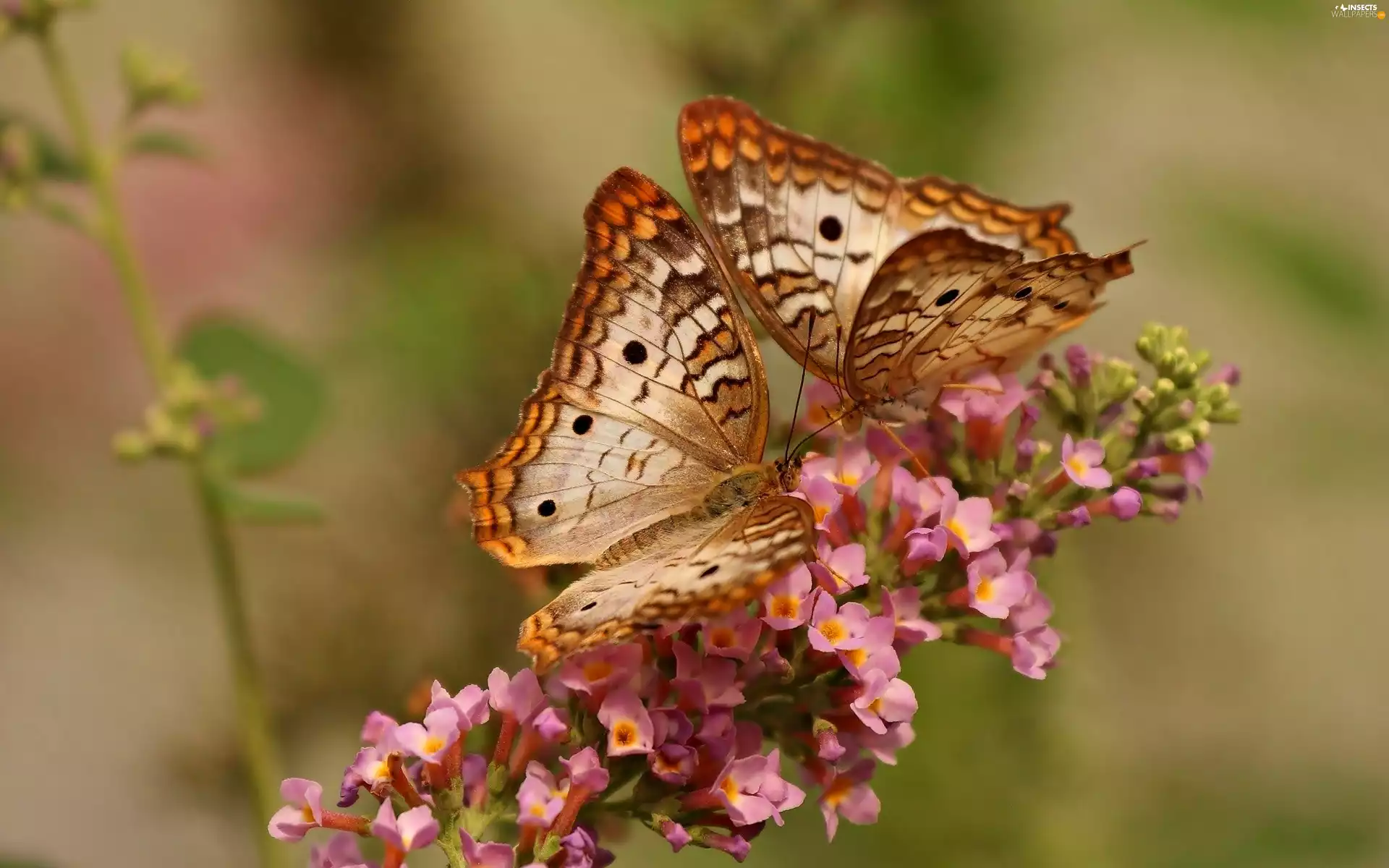 beige, Pink, Flowers, butterflies