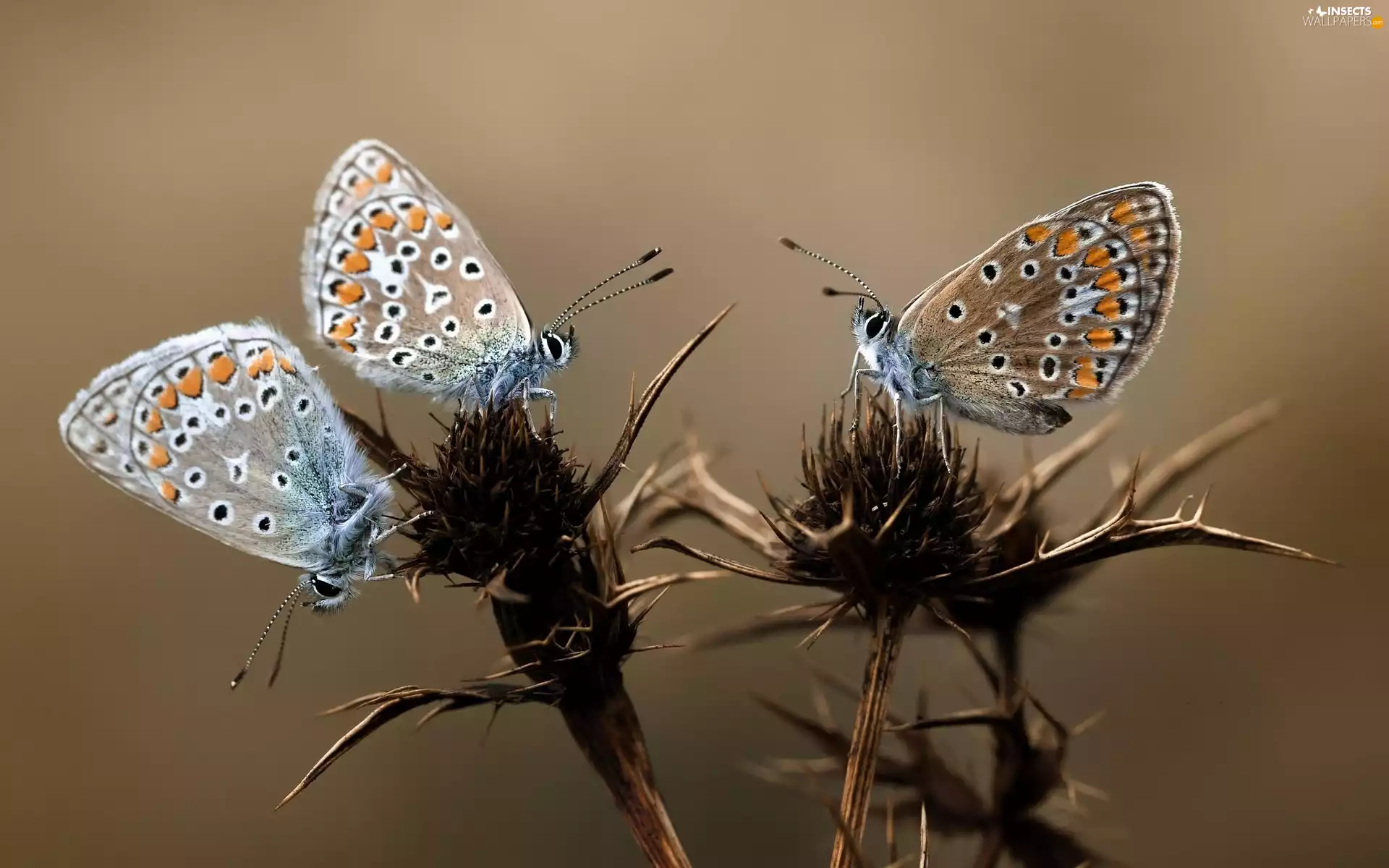 Thistles, butterflies, blue tits, color
