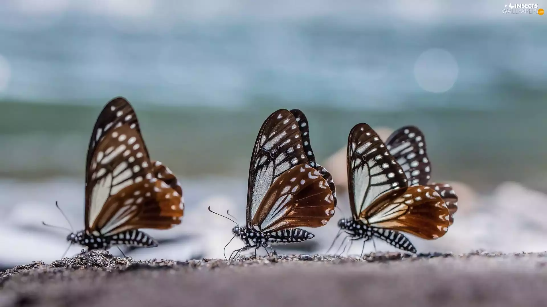 butterflies, Three, Brown
