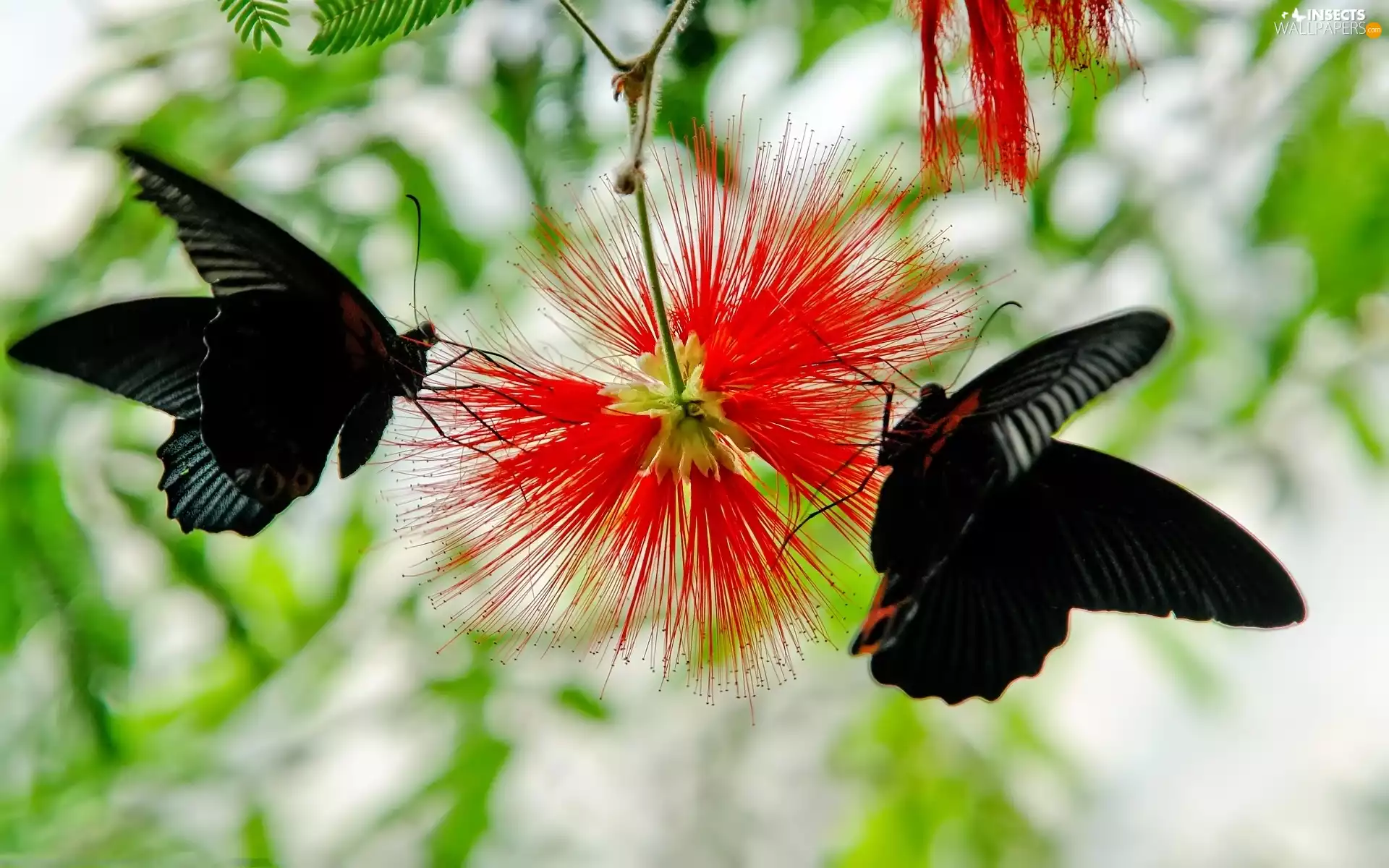 Red, Flower, Black, butterflies, Two cars