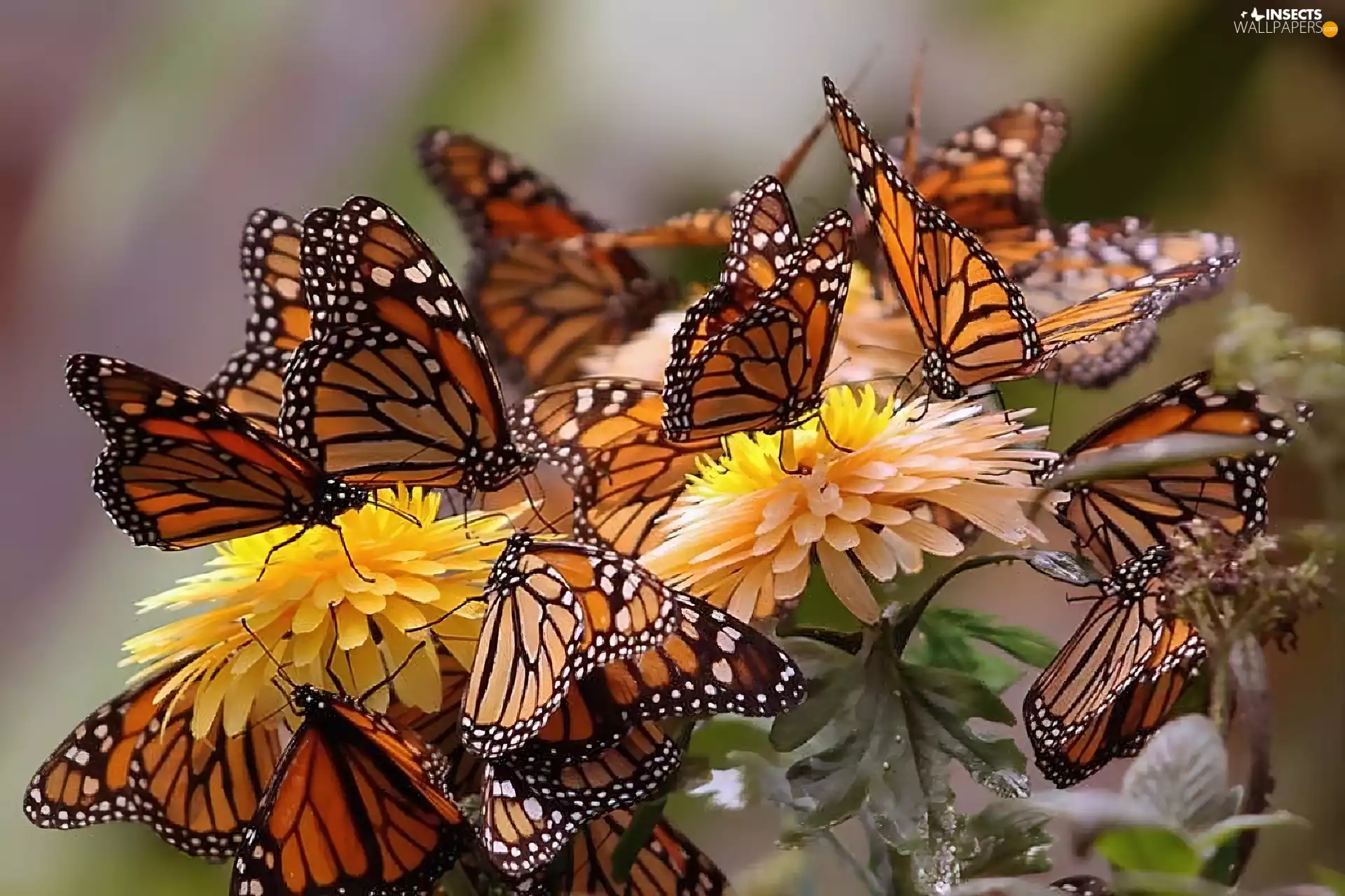 butterflies, Chrysanthemums