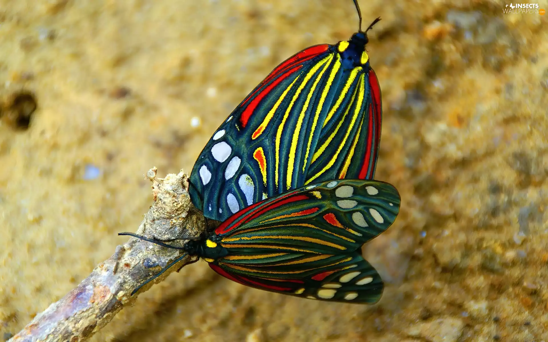 color, wings, twig, butterflies