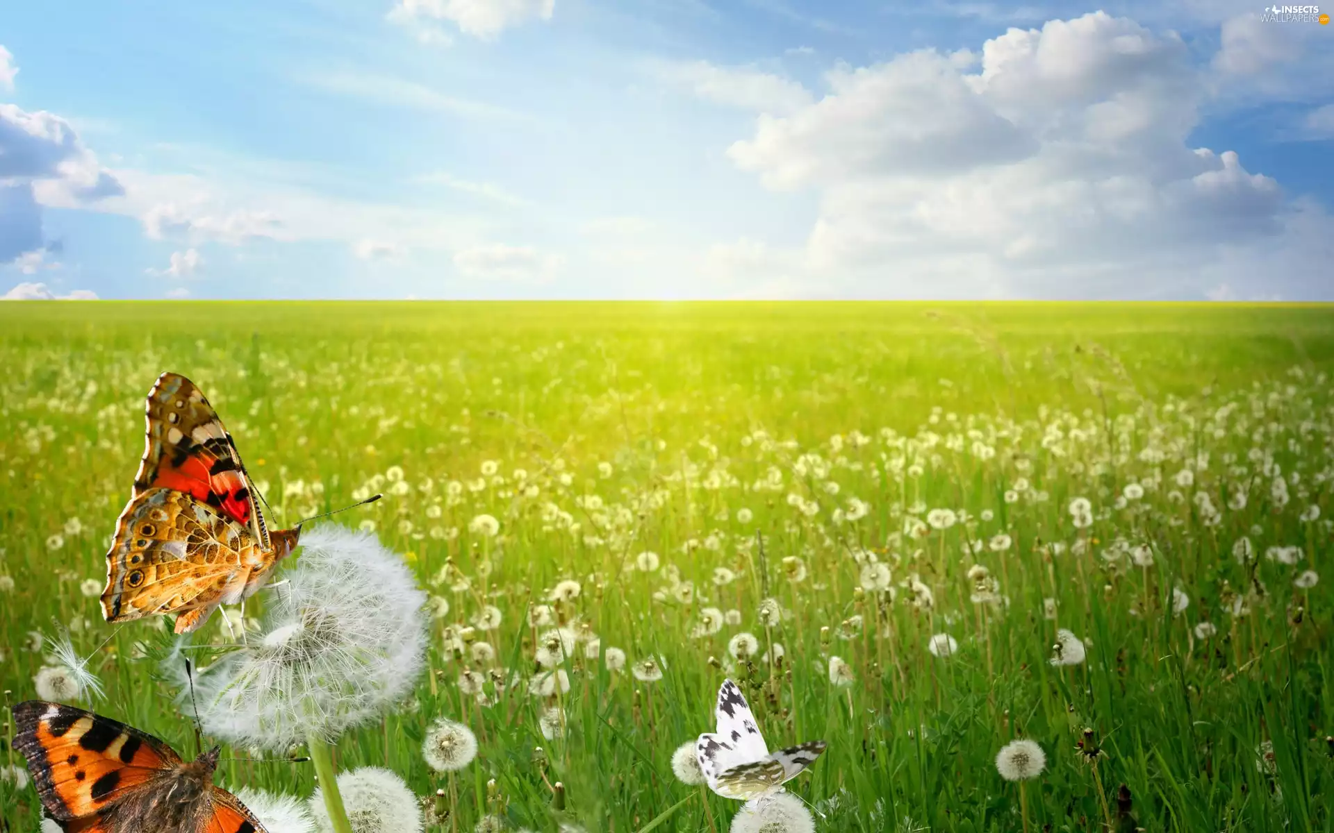 butterflies, Meadow, dandelions