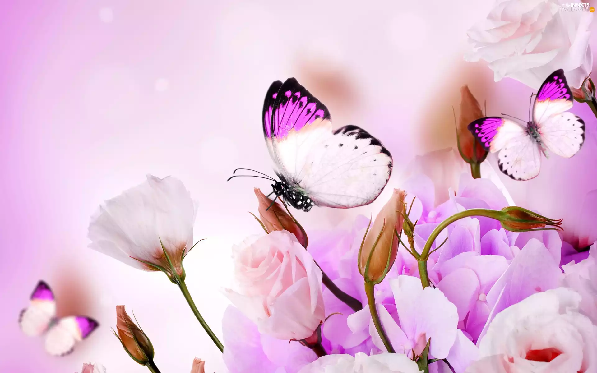 butterflies, Flowers, Eustoma