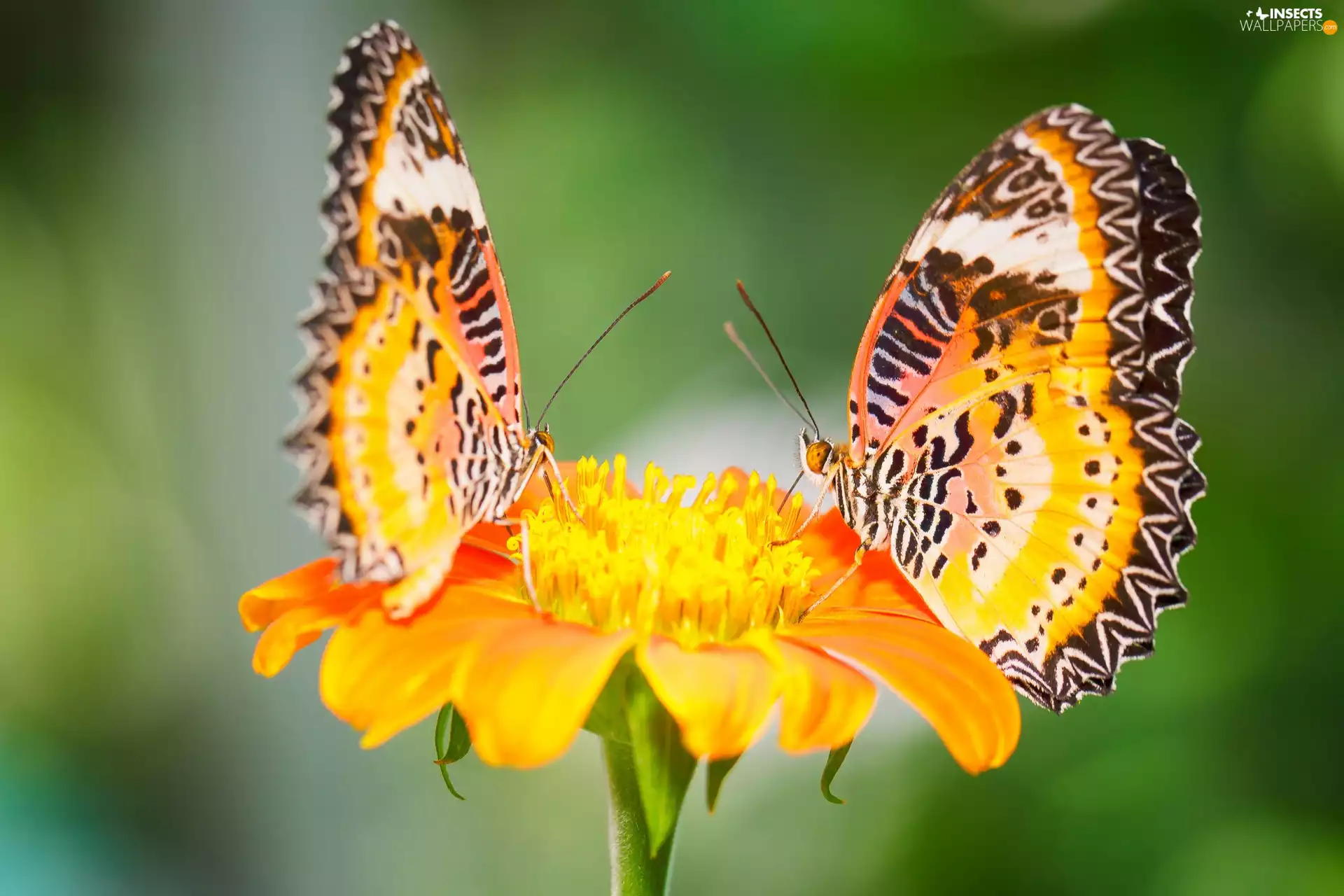 Flower, Two cars, butterflies