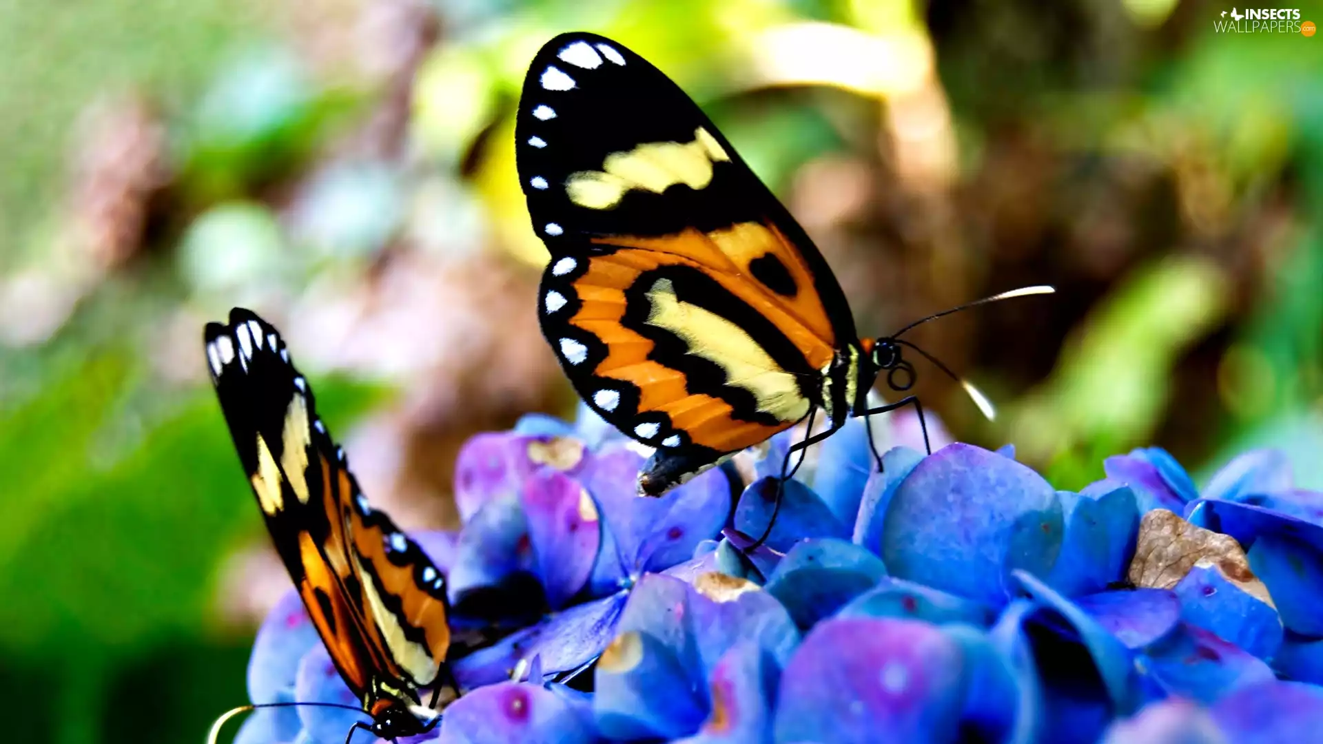 butterflies, Flowers
