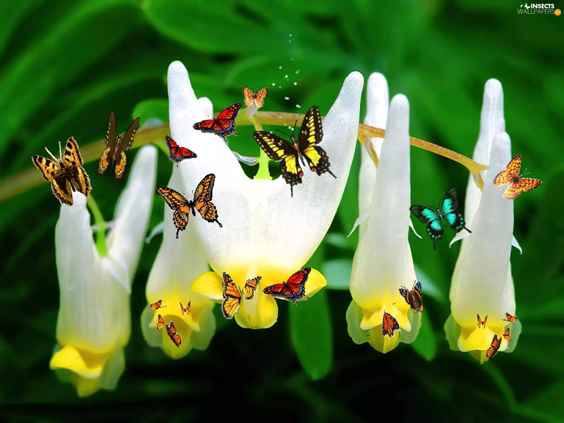 butterflies, Flowers