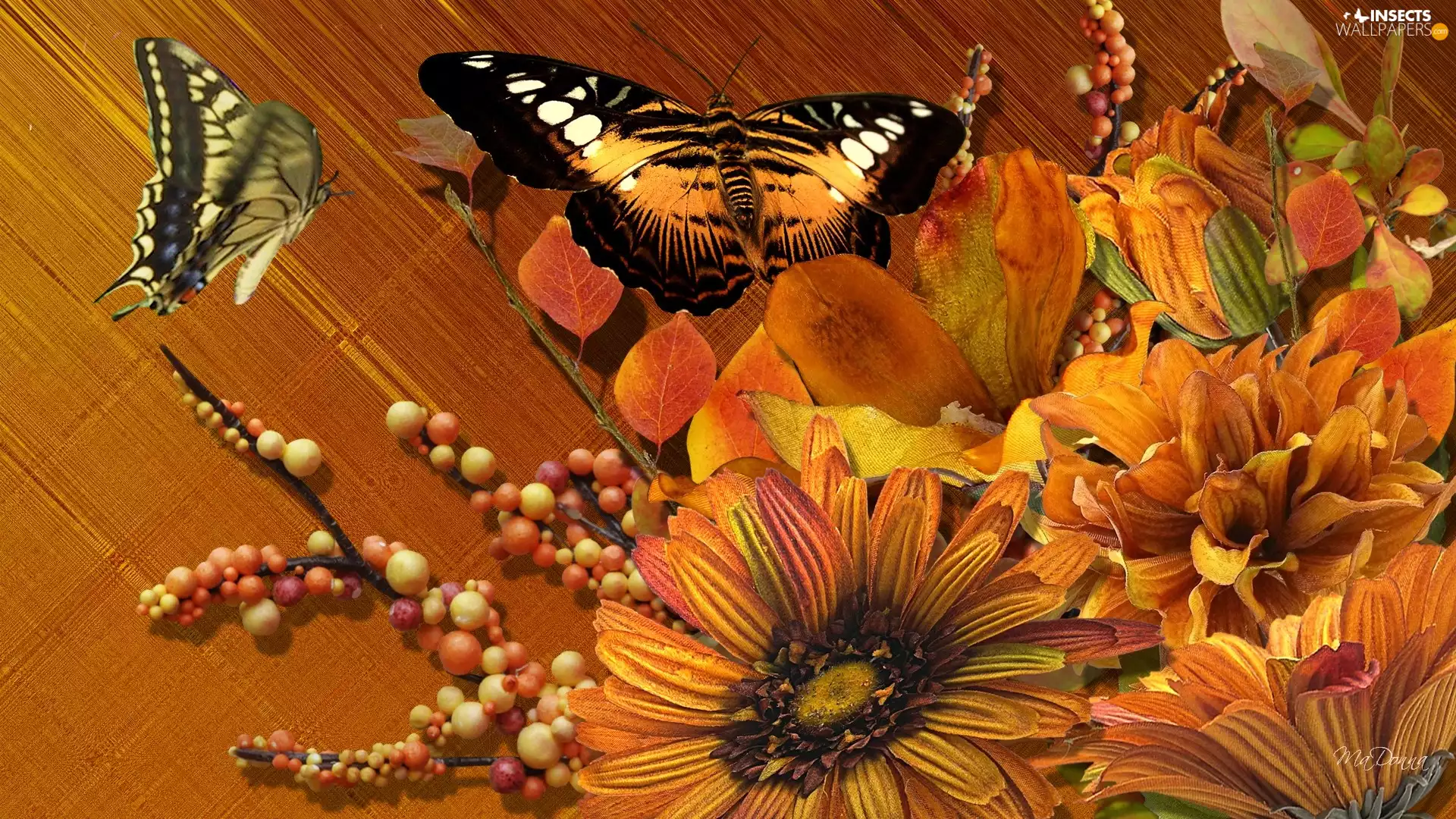 butterflies, Autumn, Flowers