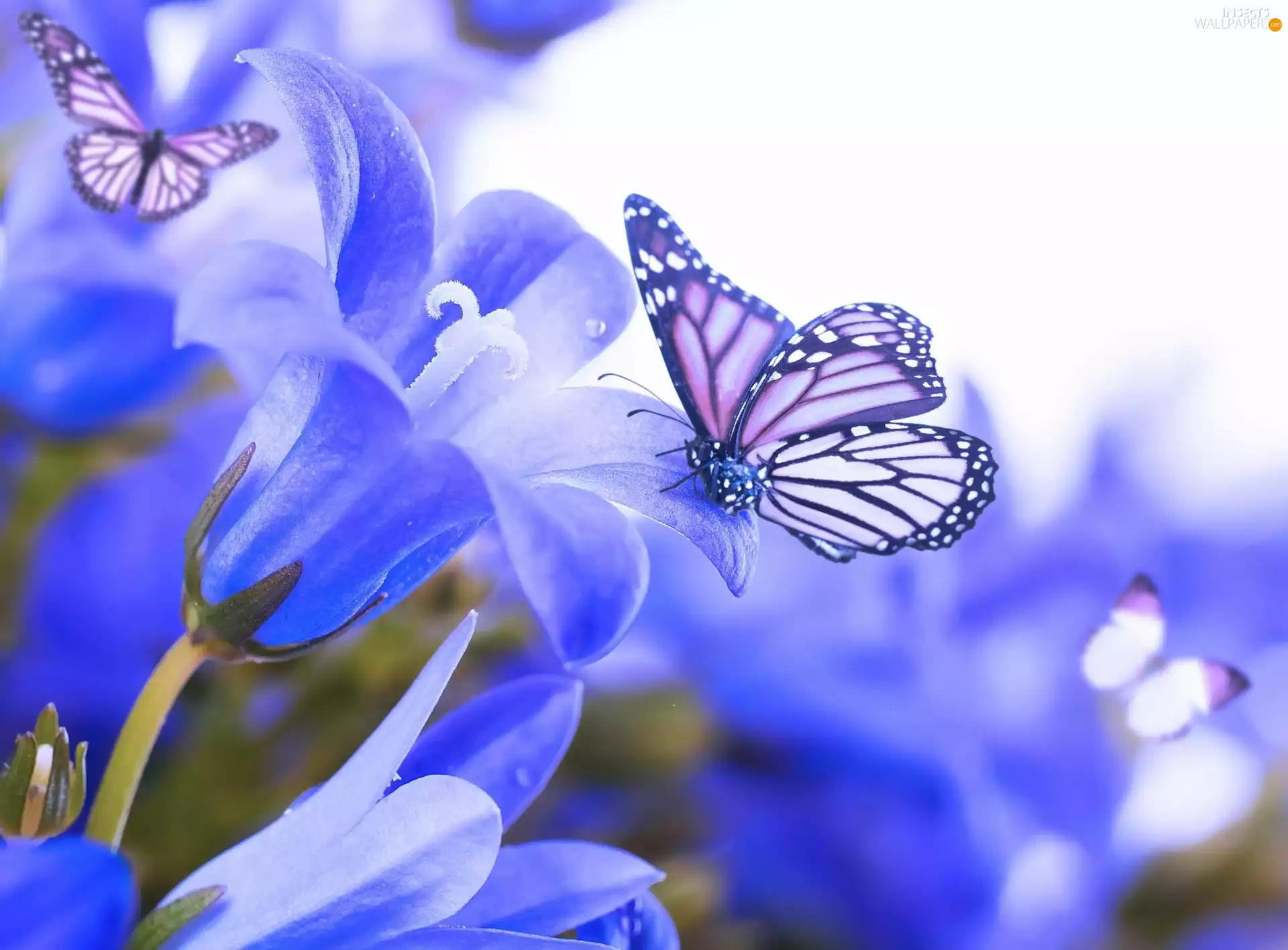 butterflies, Blue, Flowers