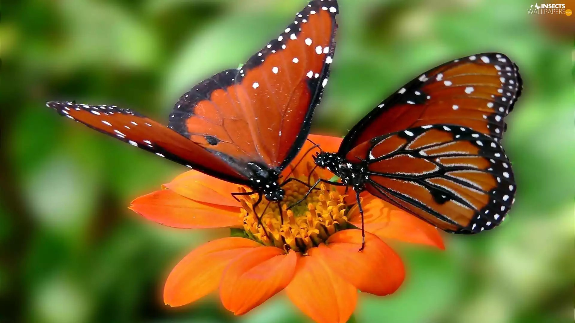 Orange, Two cars, butterflies, Colourfull Flowers